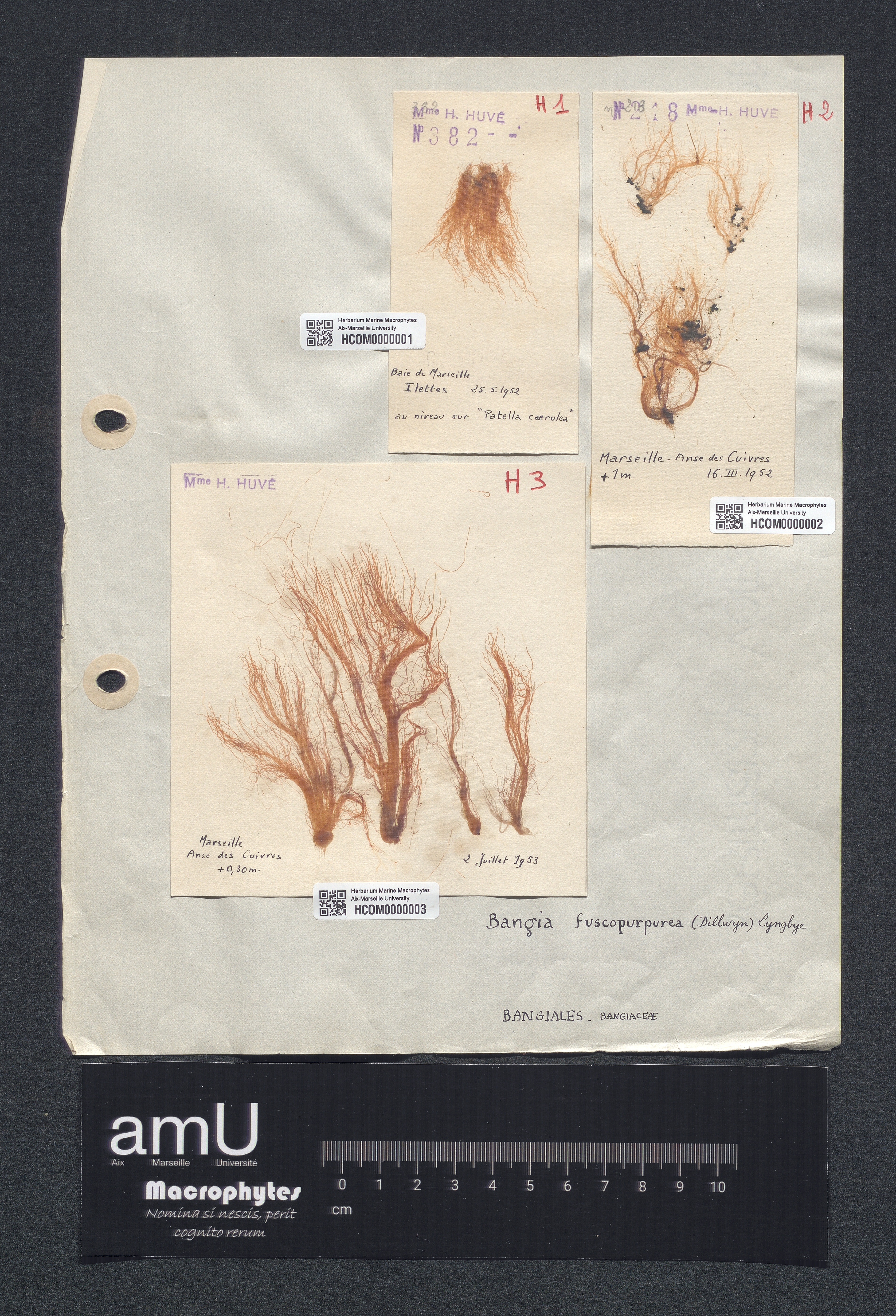 Bangia fuscopurpurea specimen