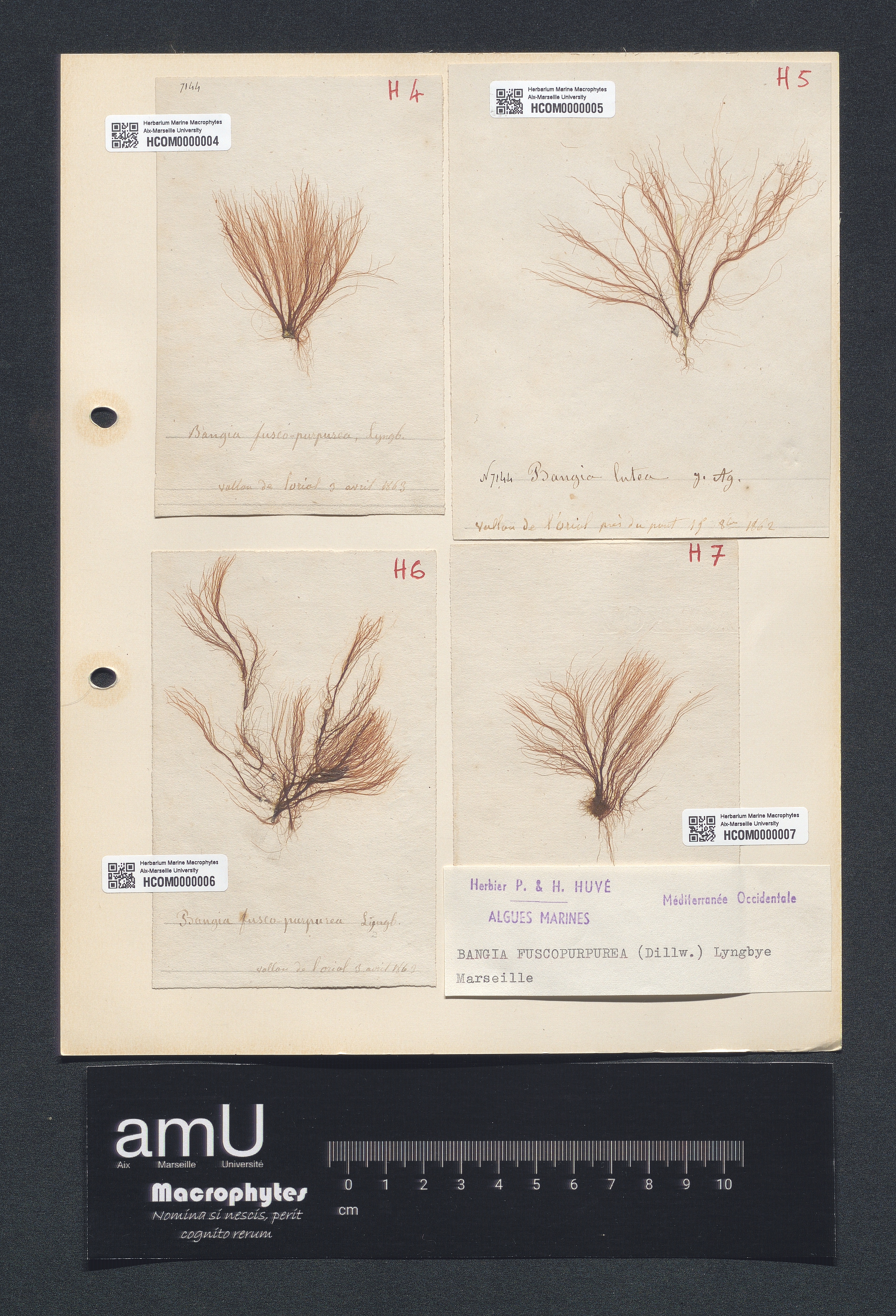 Bangia fuscopurpurea specimen