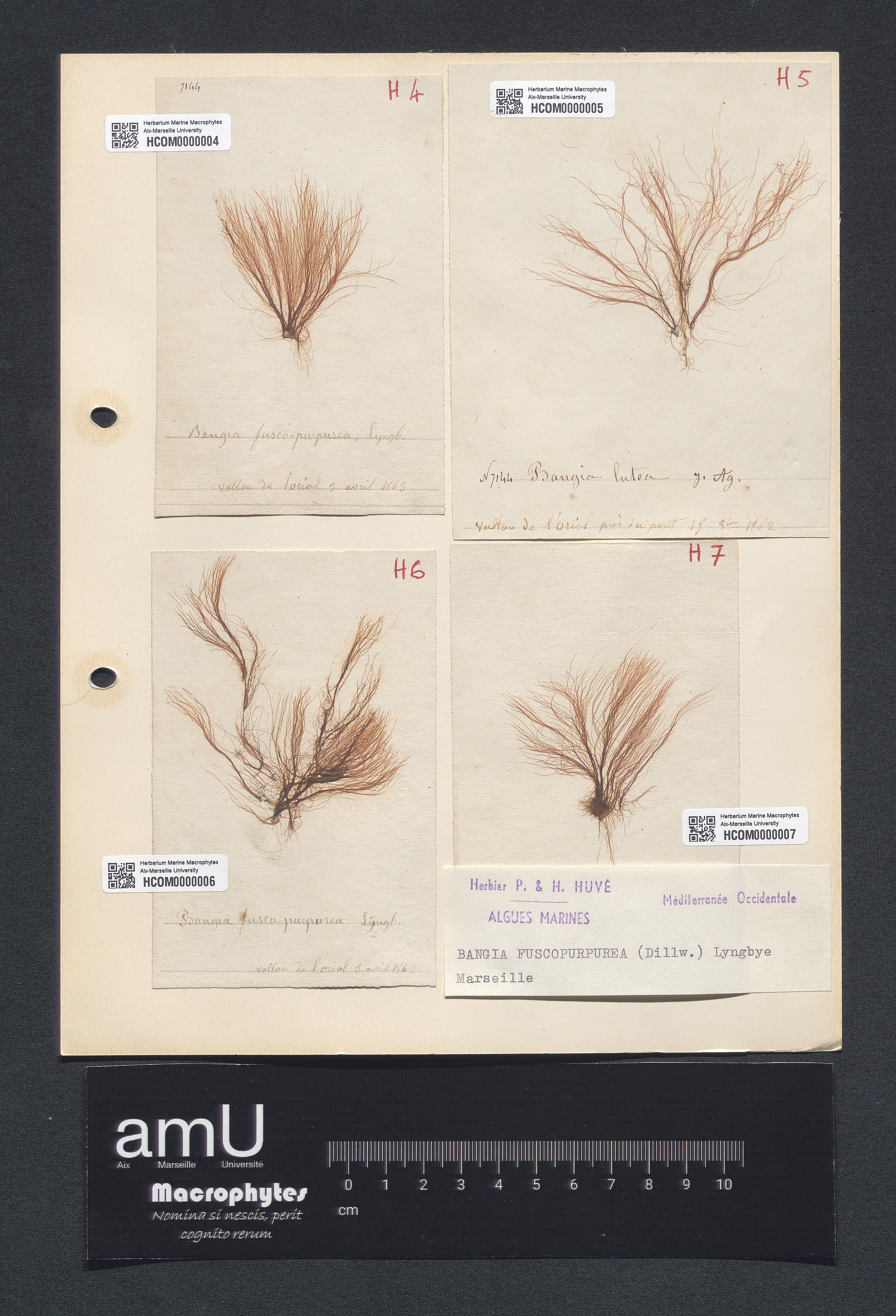 Bangia fuscopurpurea lutea specimen