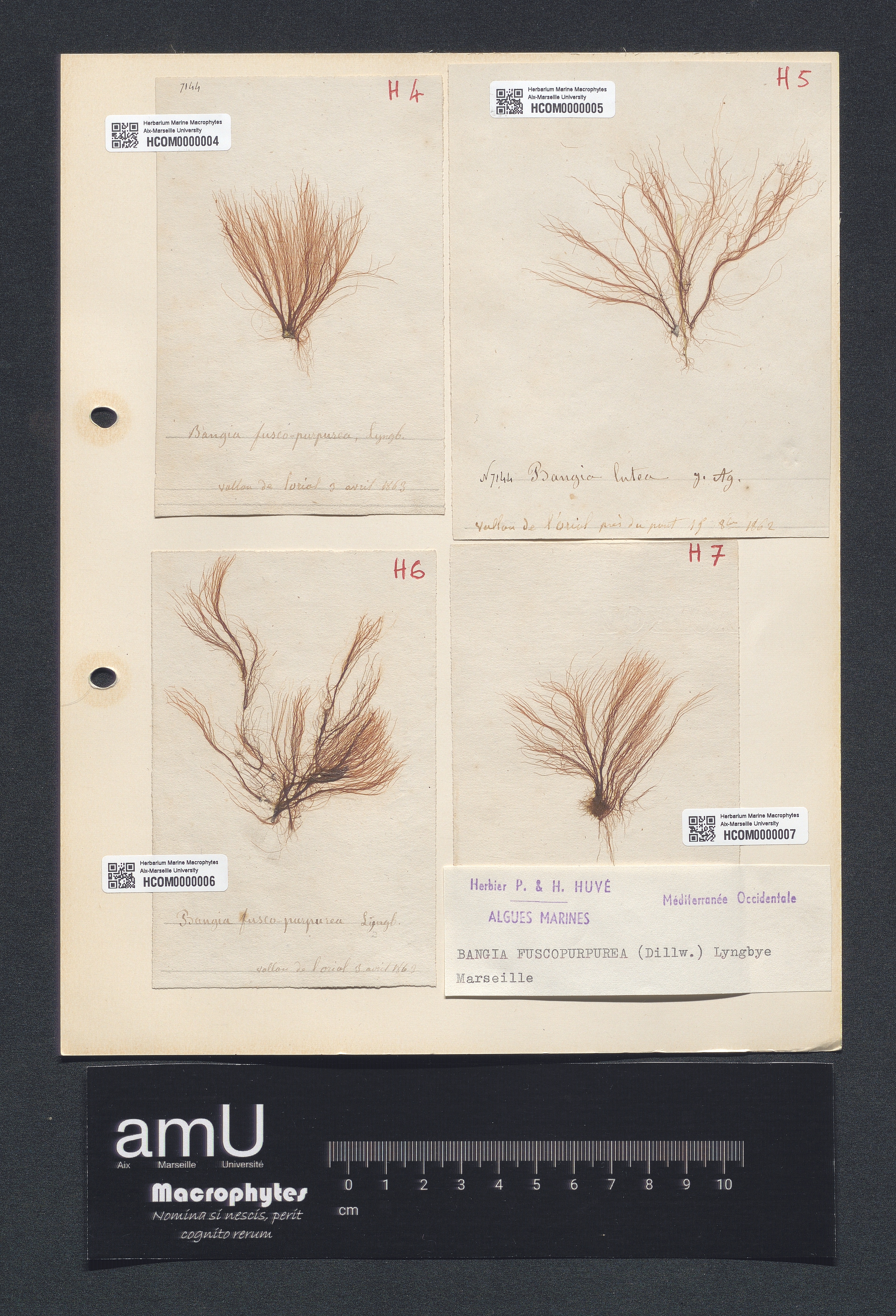 Bangia fuscopurpurea specimen
