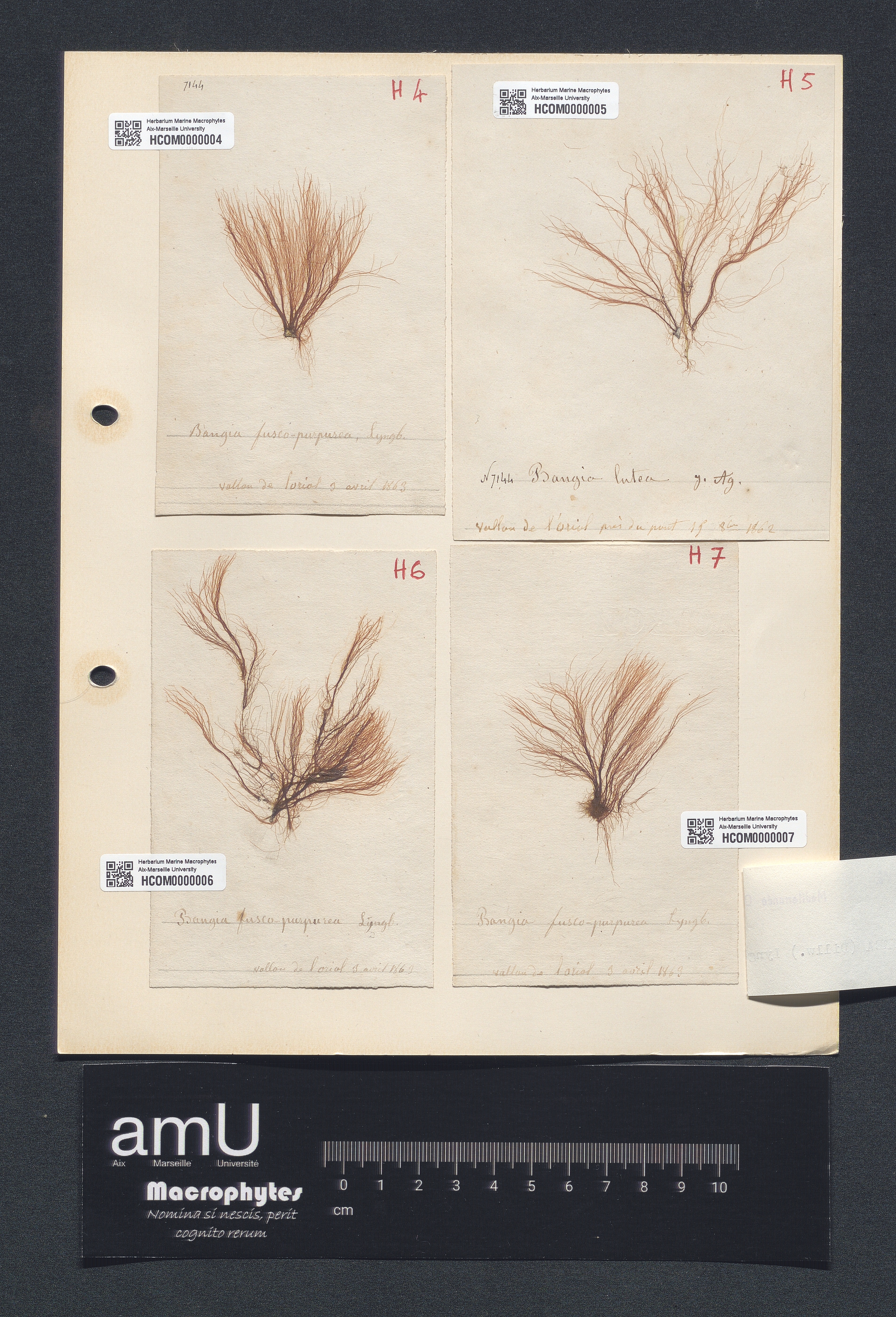 Bangia fuscopurpurea specimen
