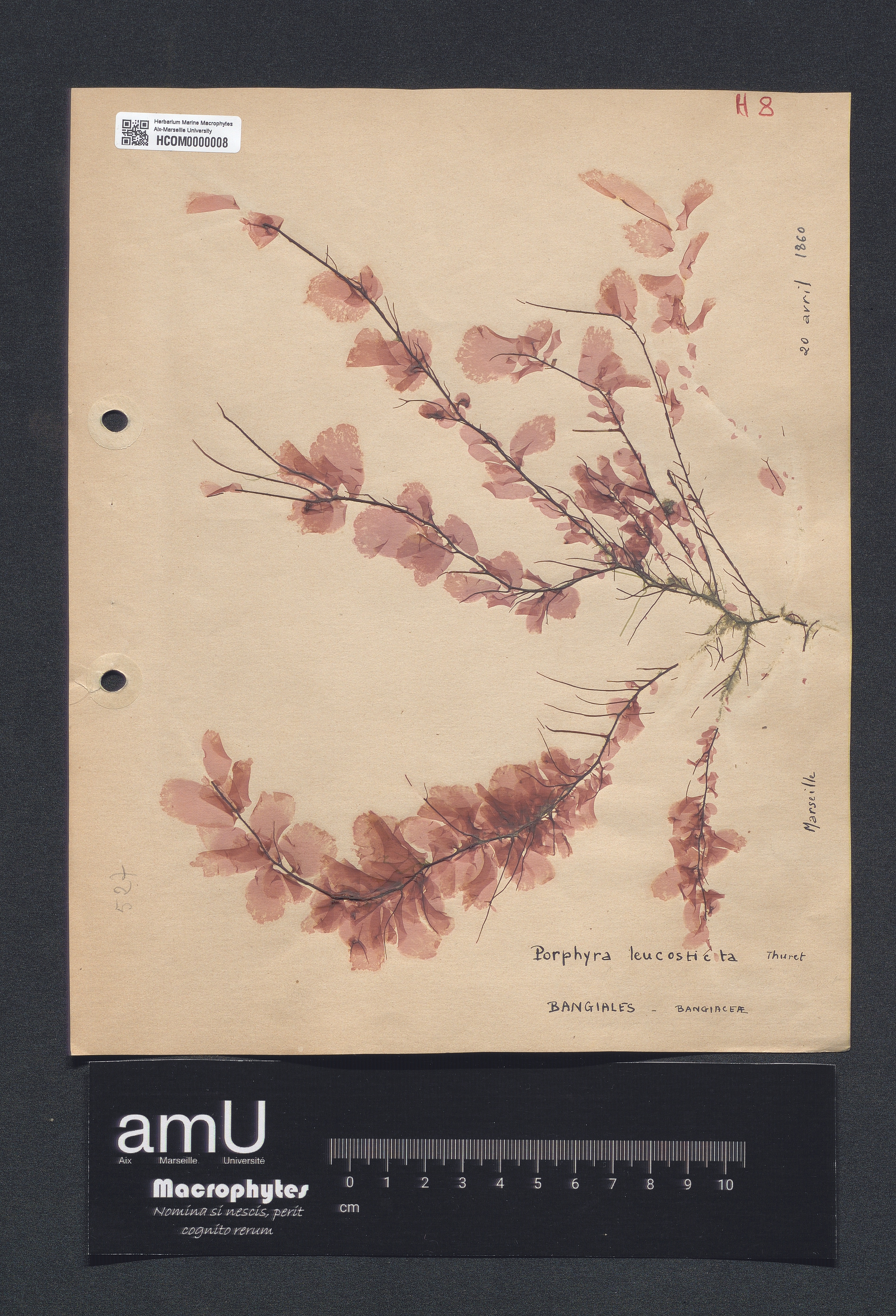 Porphyra leucosticta specimen
