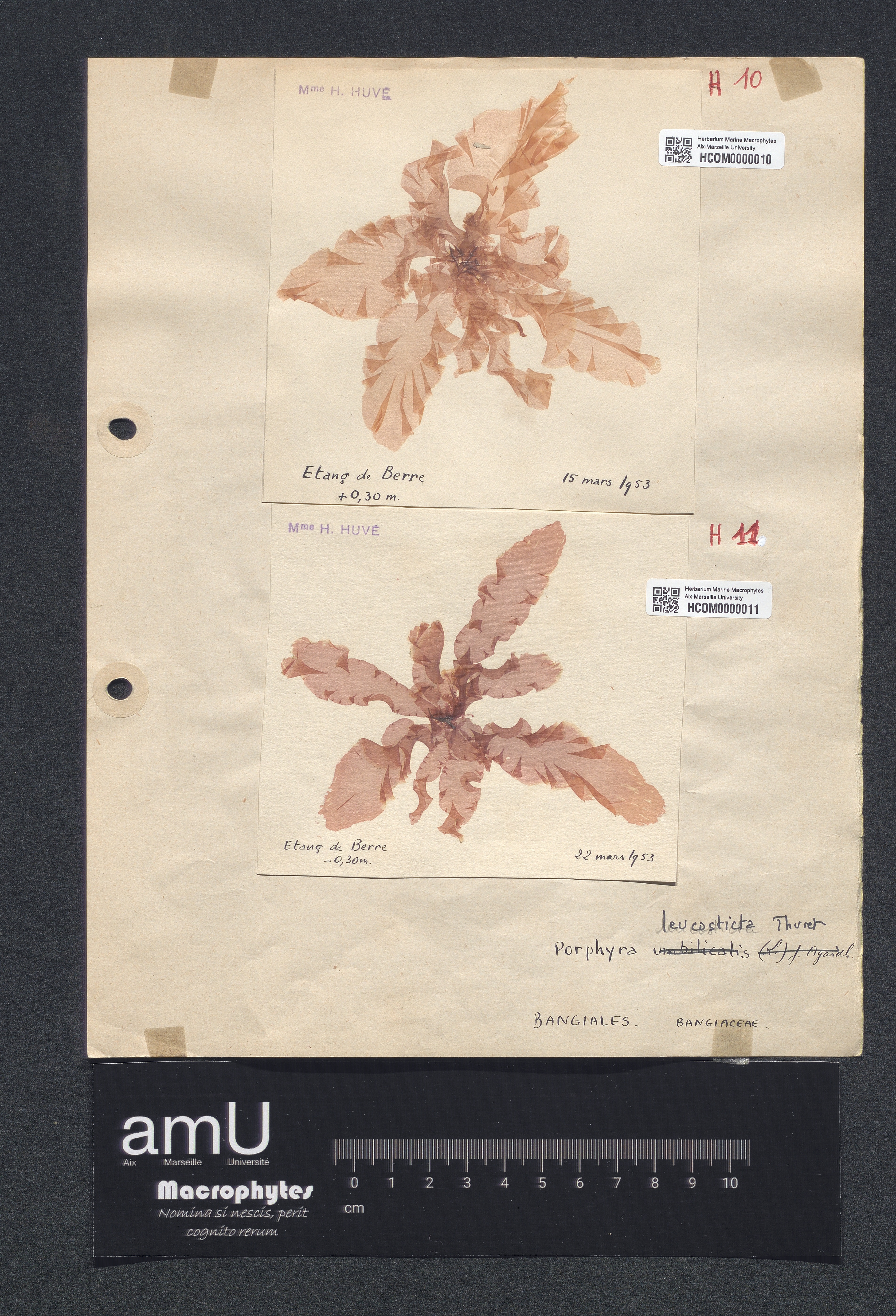 Porphyra leucosticta specimen