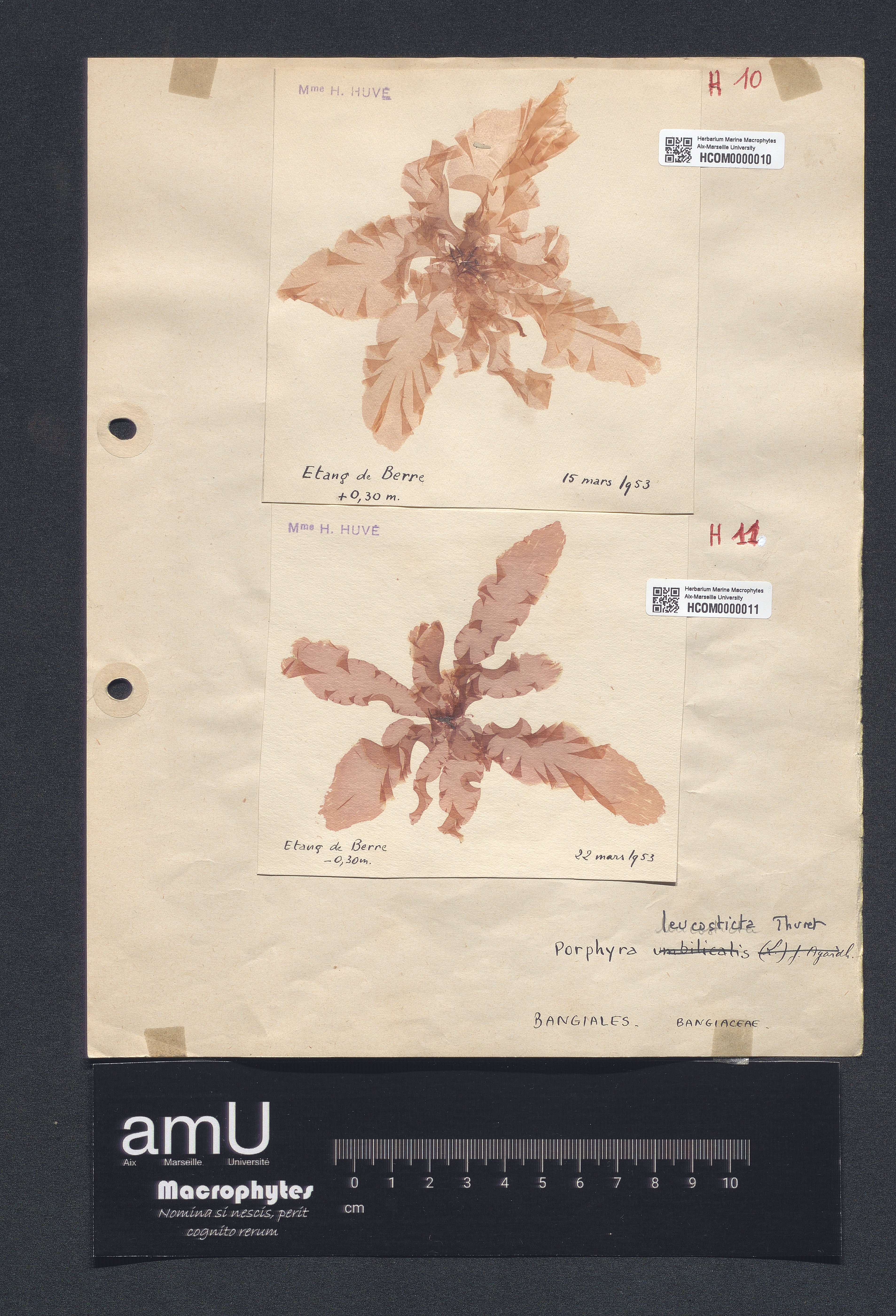 Porphyra leucosticta specimen