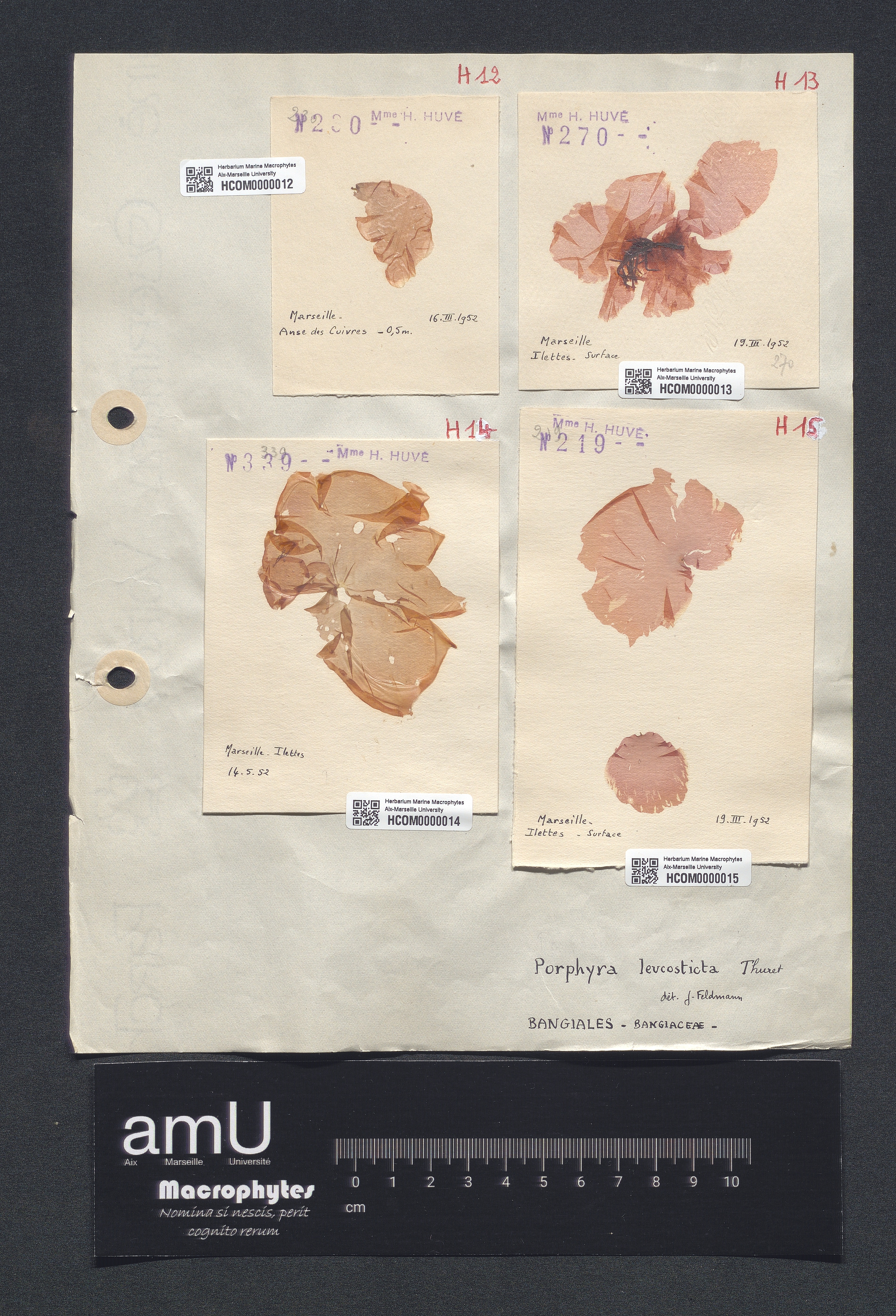 Porphyra leucosticta specimen