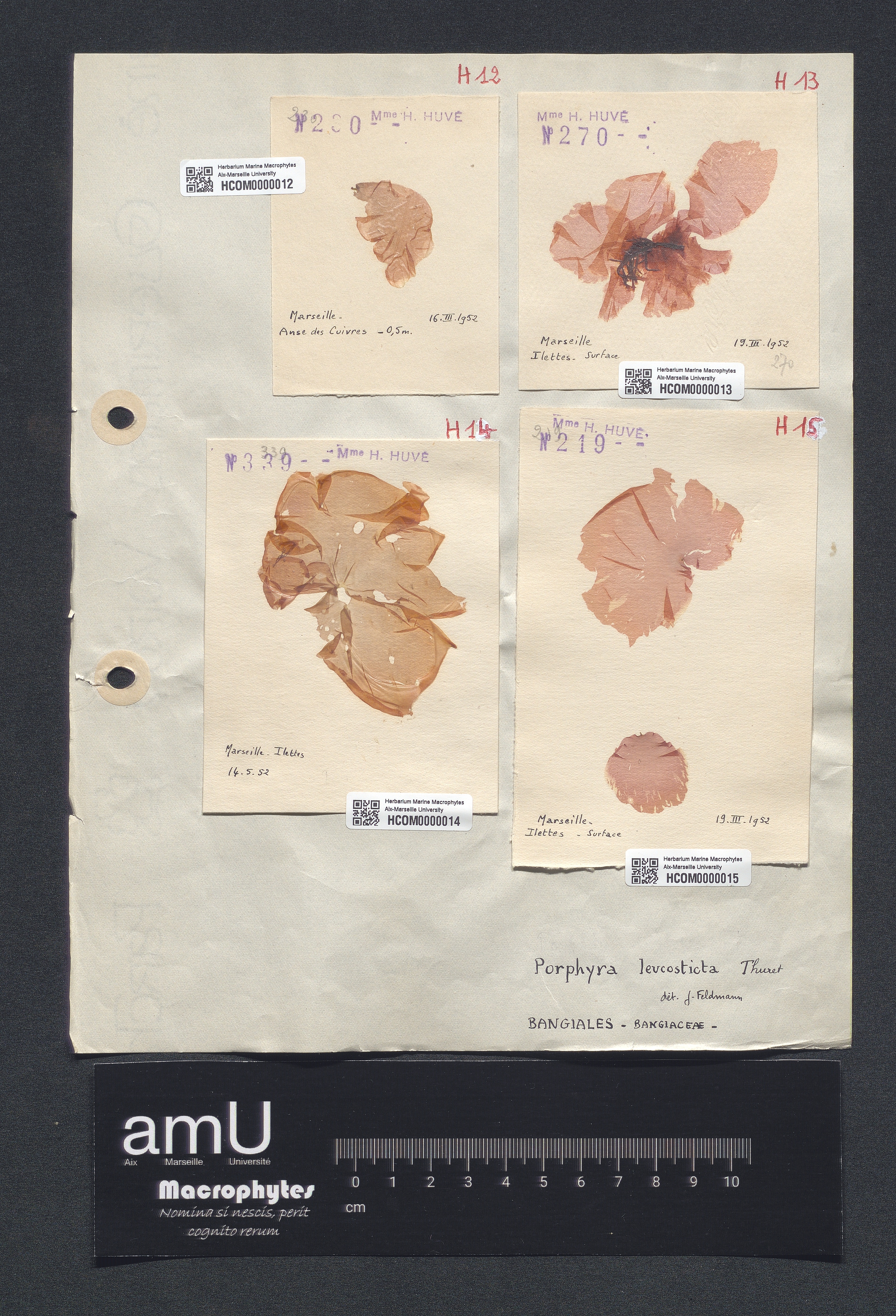 Porphyra leucosticta specimen