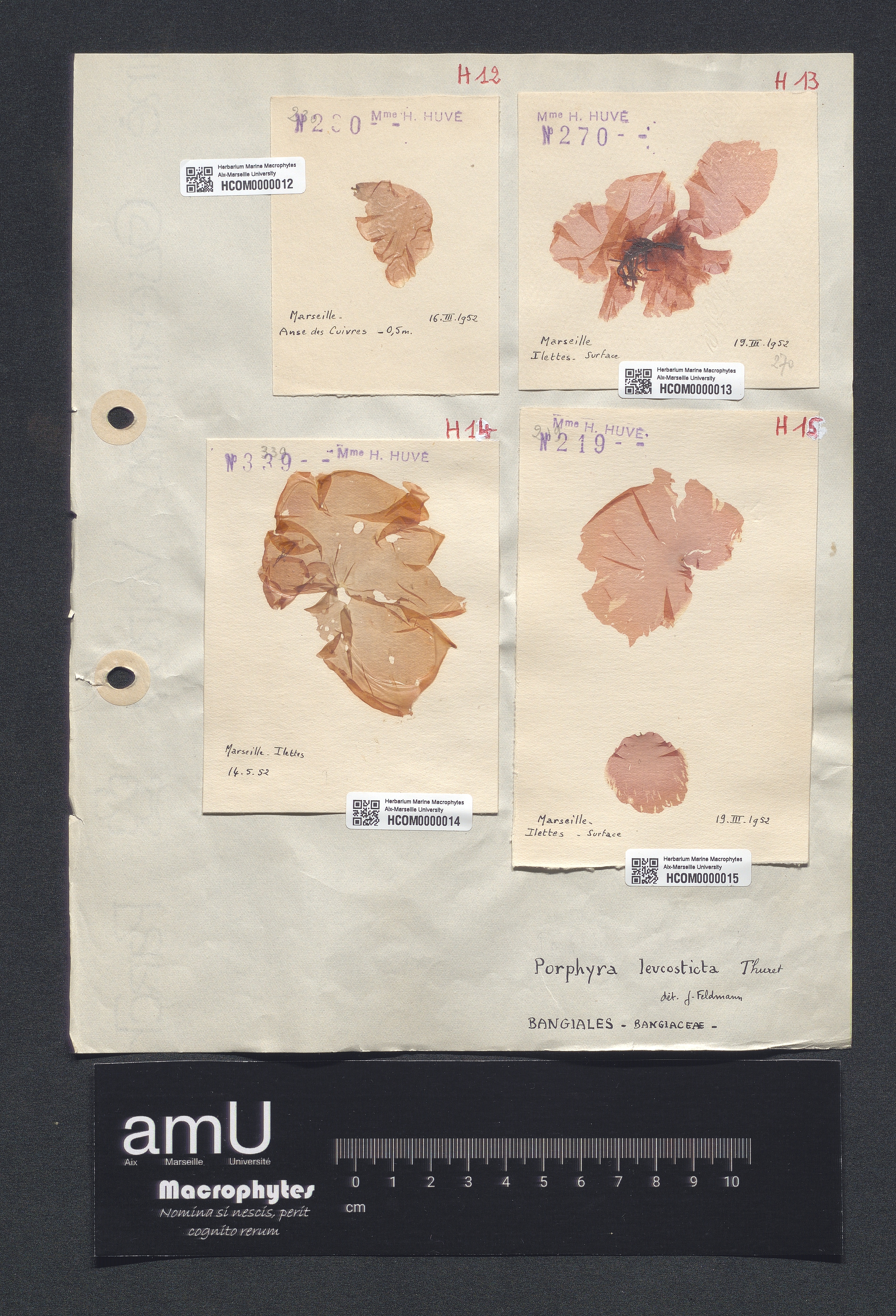 Porphyra leucosticta specimen