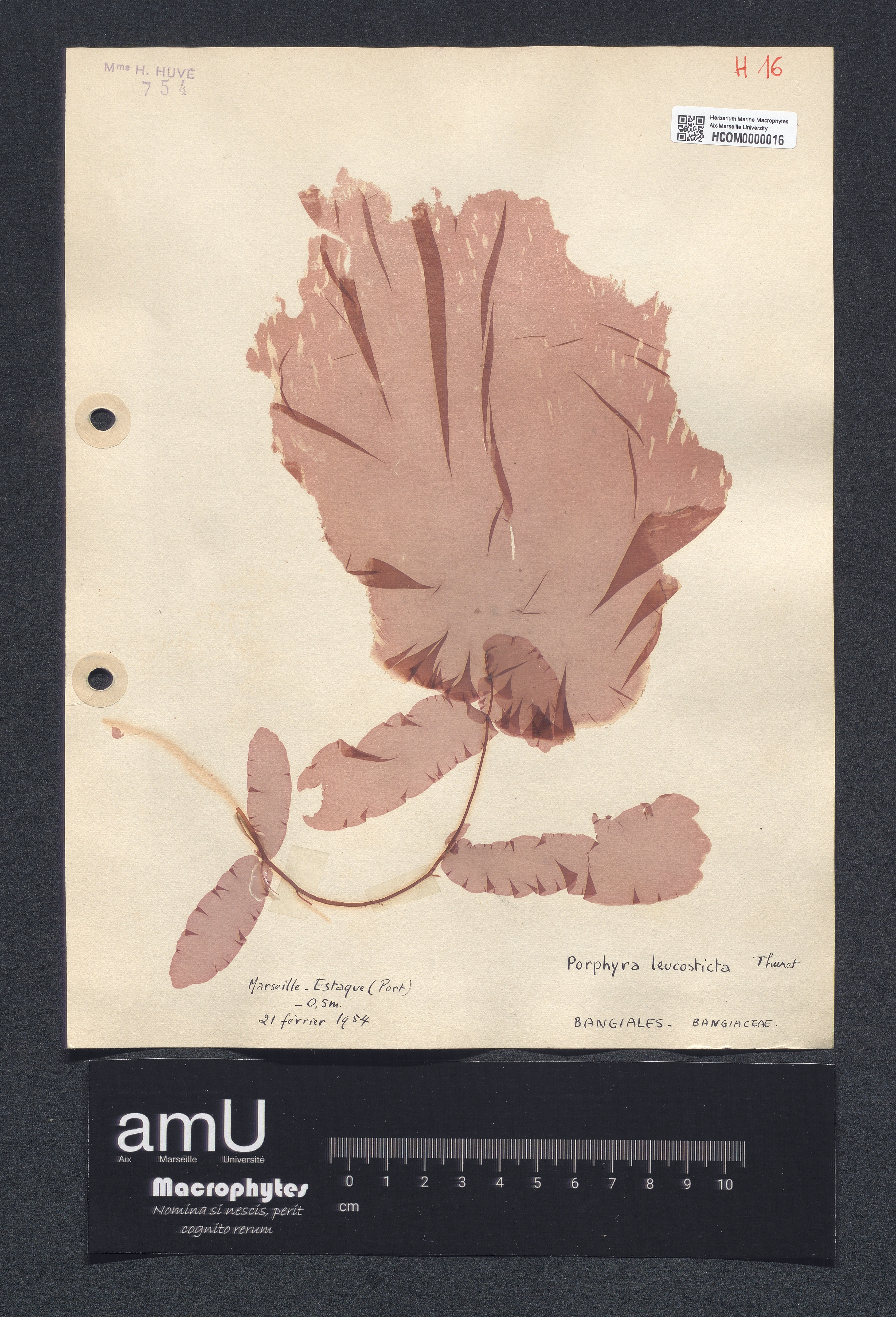 Porphyra leucosticta specimen