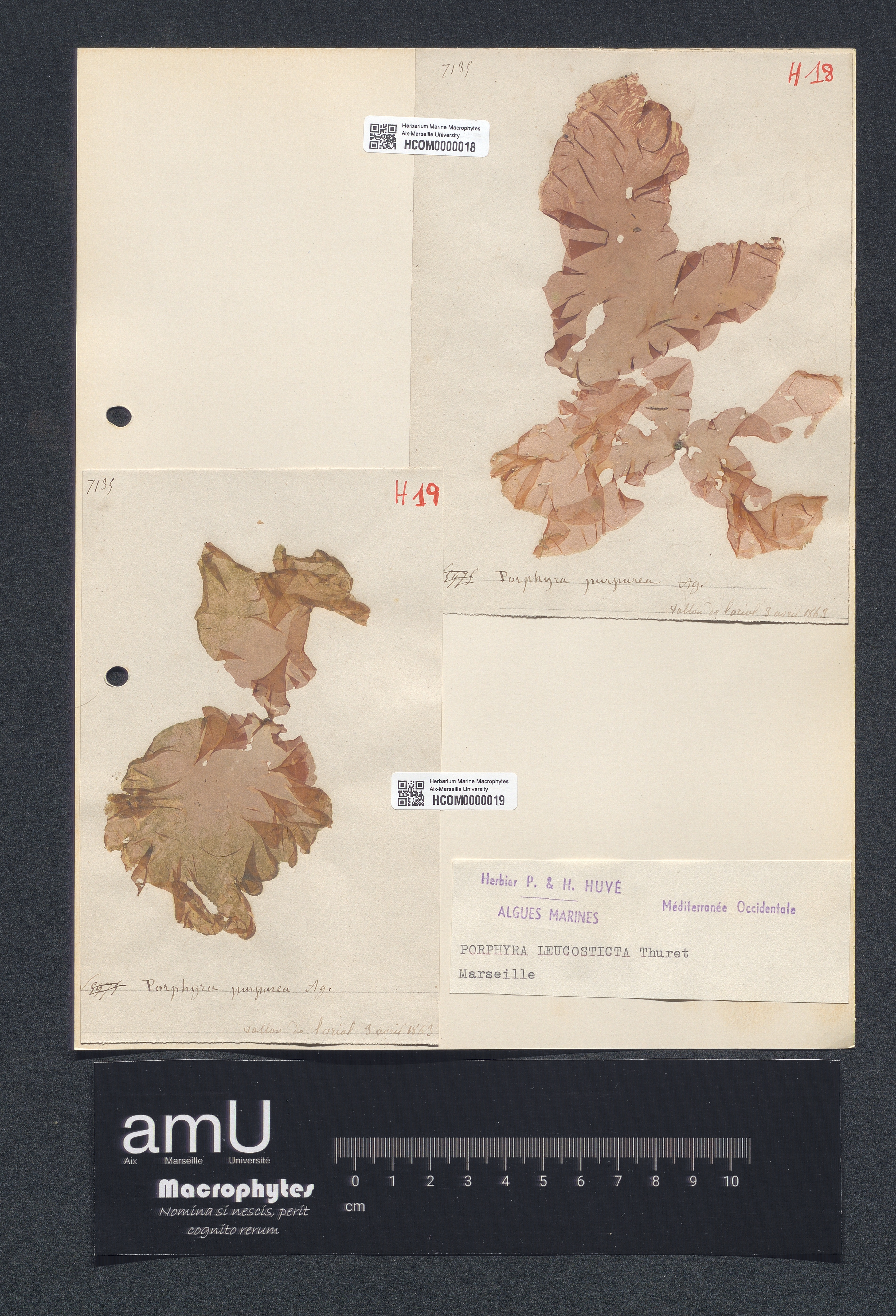 Porphyra purpurea specimen