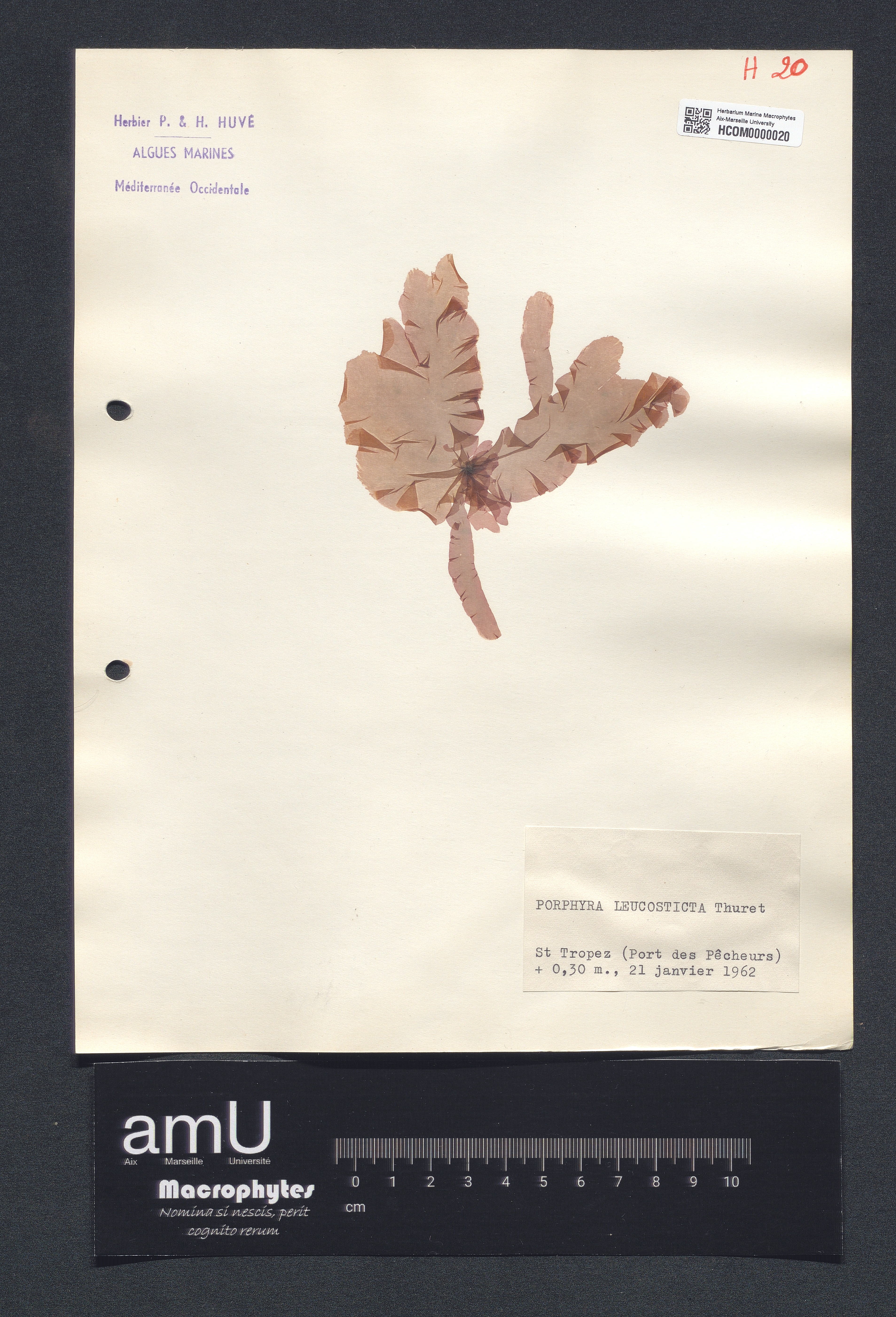 Porphyra leucosticta specimen