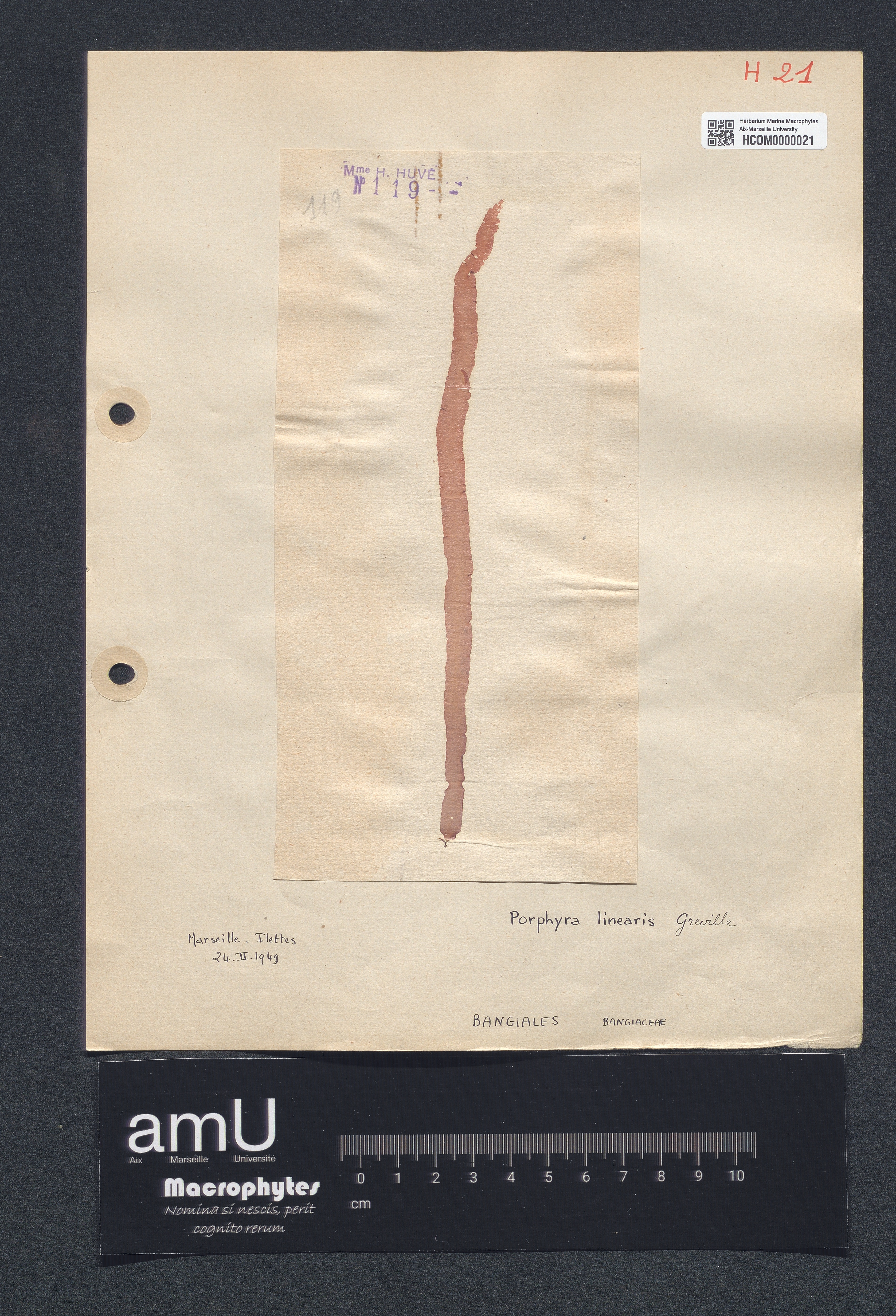 Porphyra linearis specimen