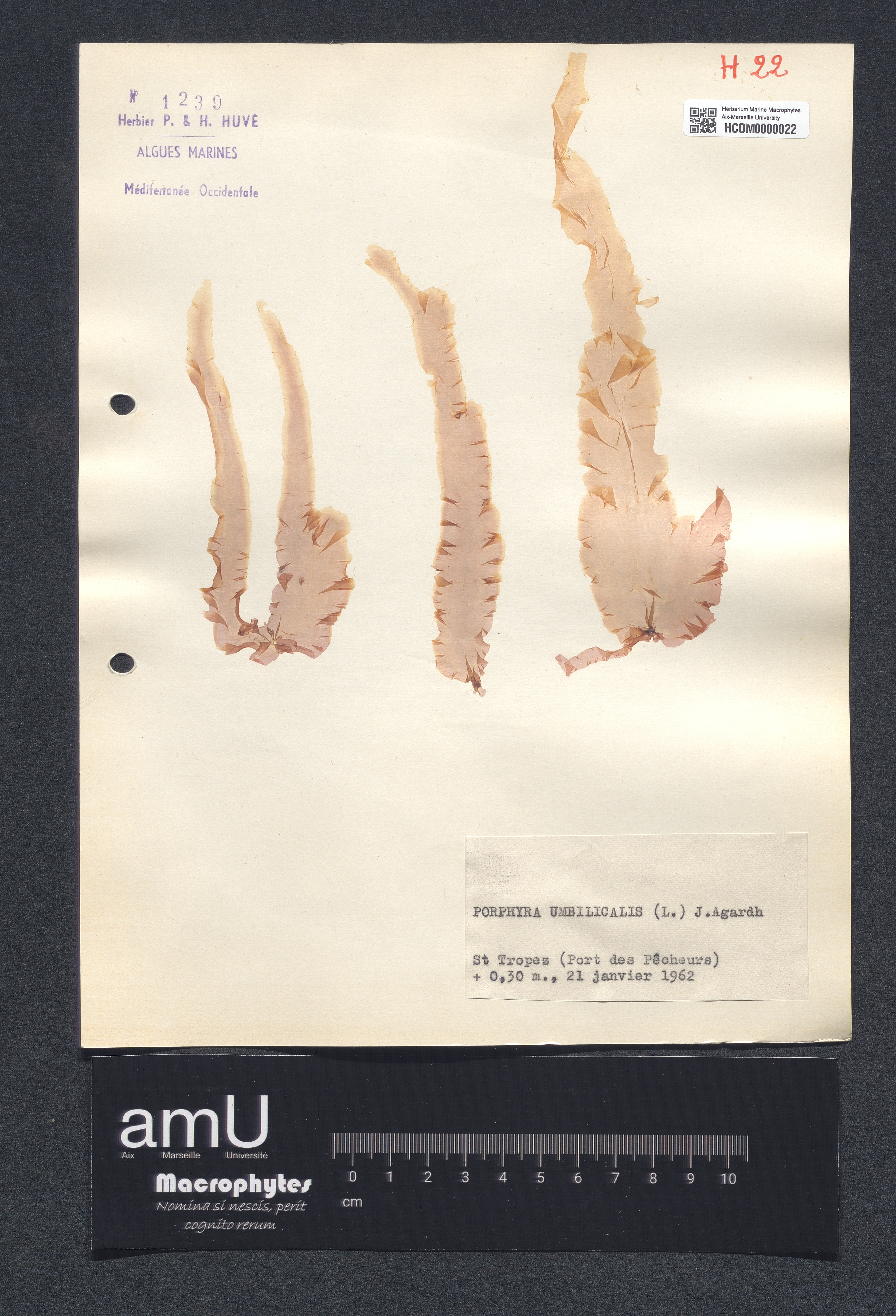 Porphyra umbilicalis specimen