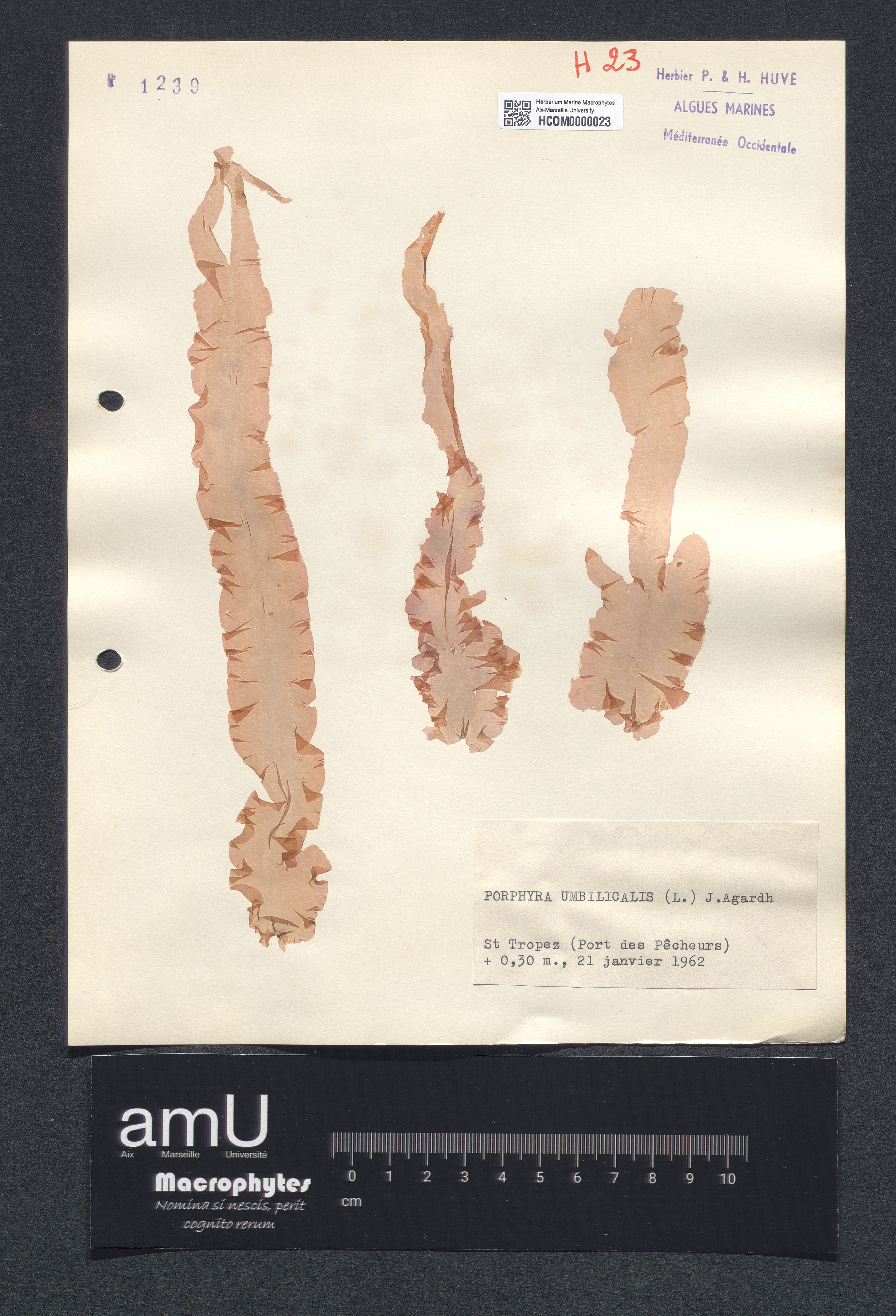 Porphyra umbilicalis specimen