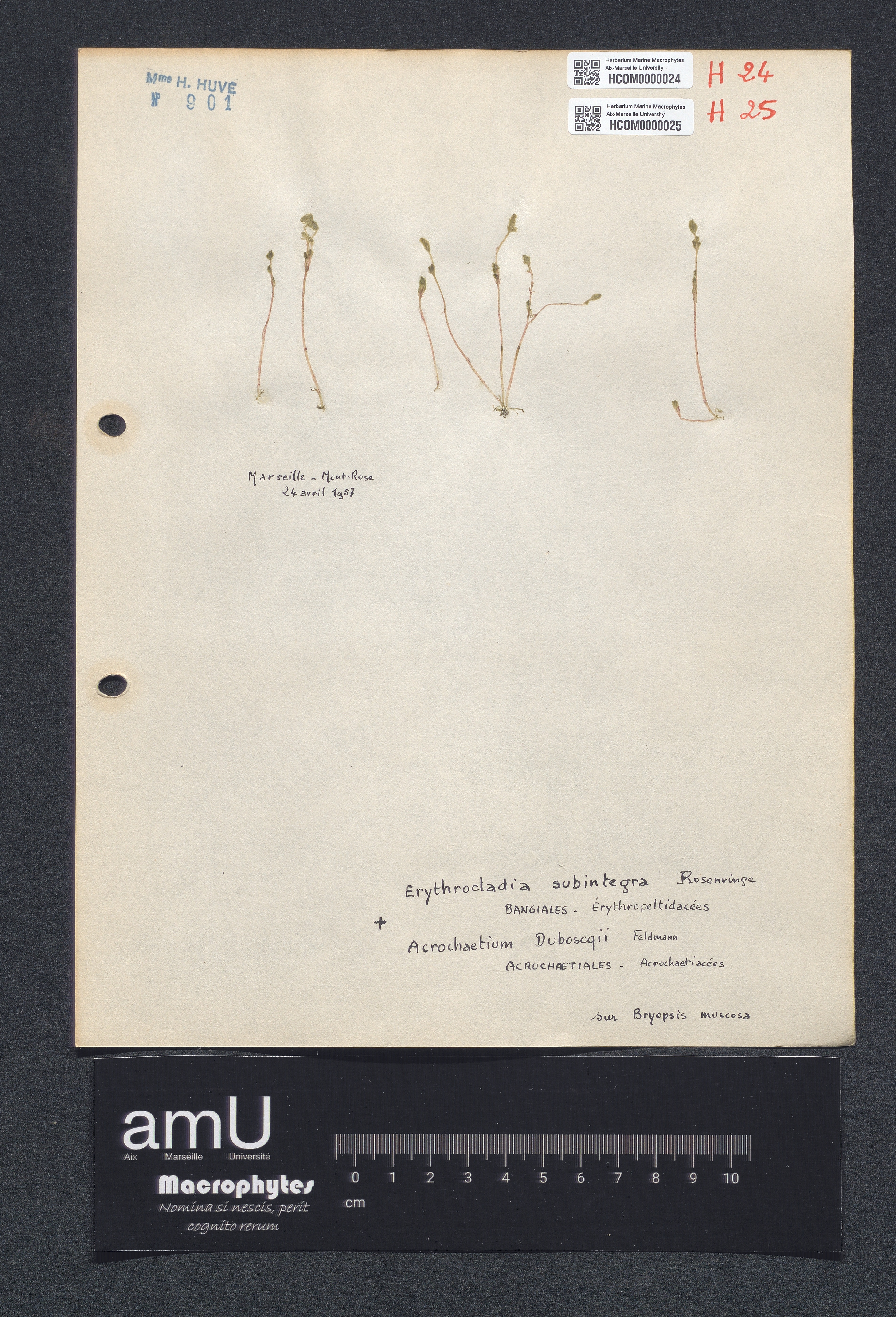 Acrochaetium duboscqii specimen