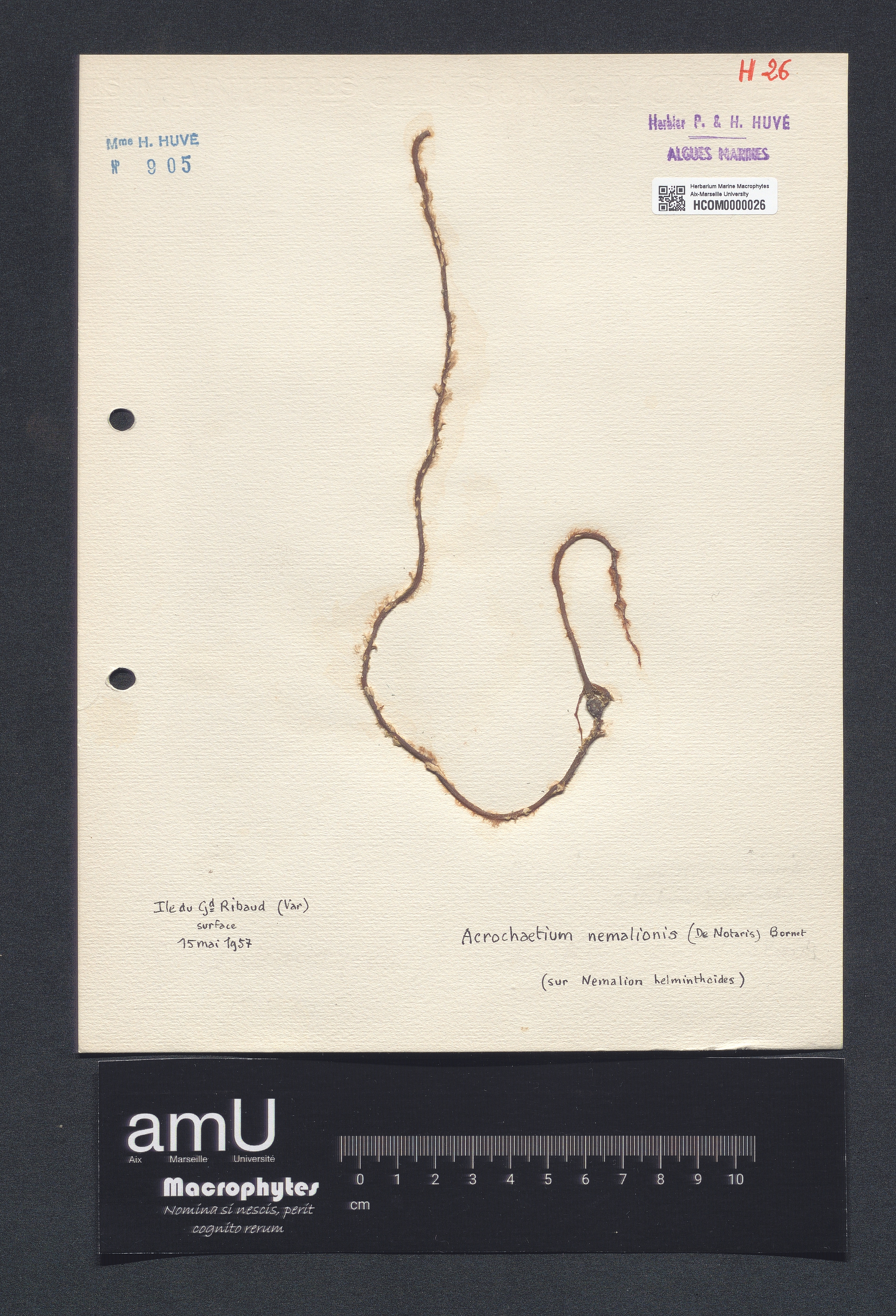 Acrochaetium nemalionis specimen