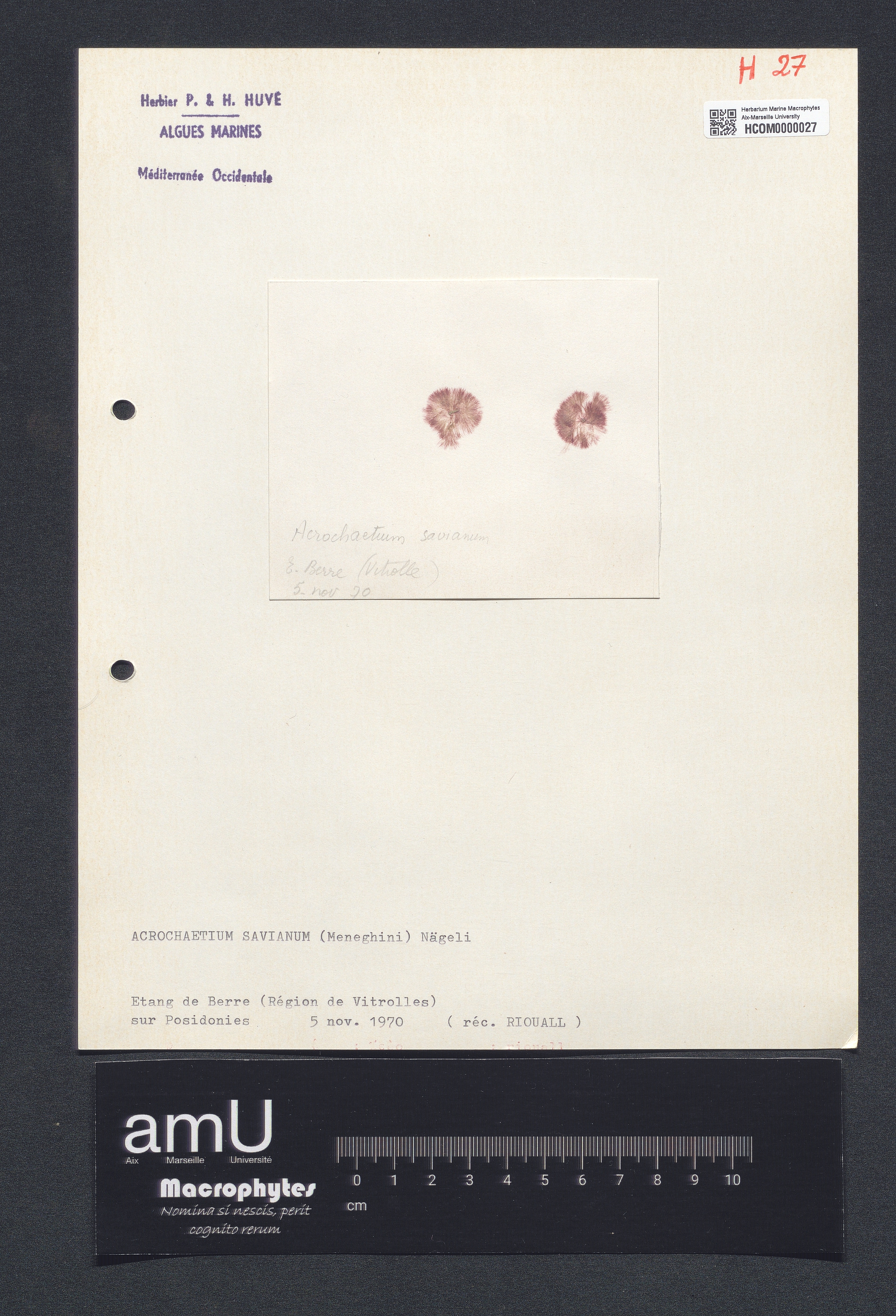 Acrochaetium savianum specimen