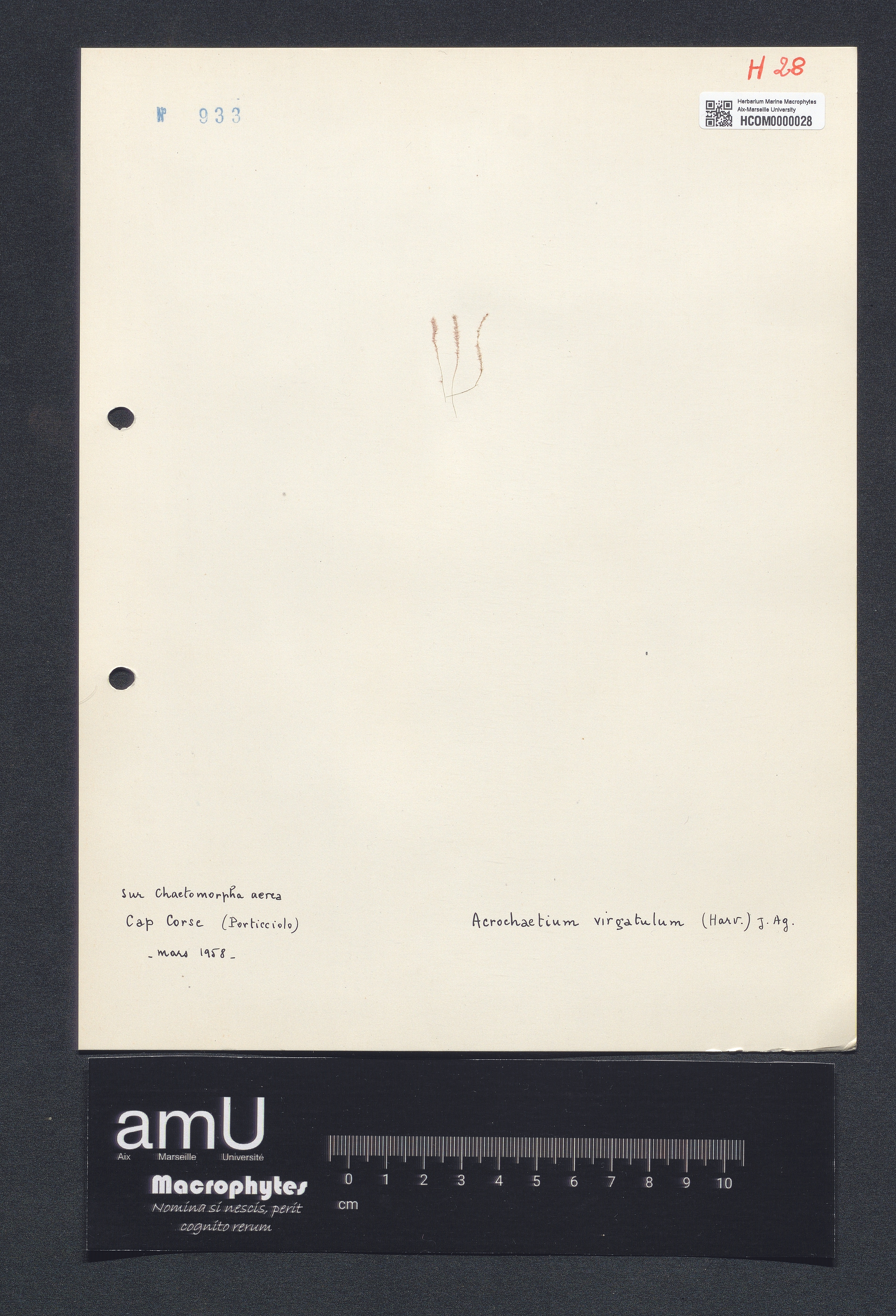 Acrochaetium virgatulum specimen