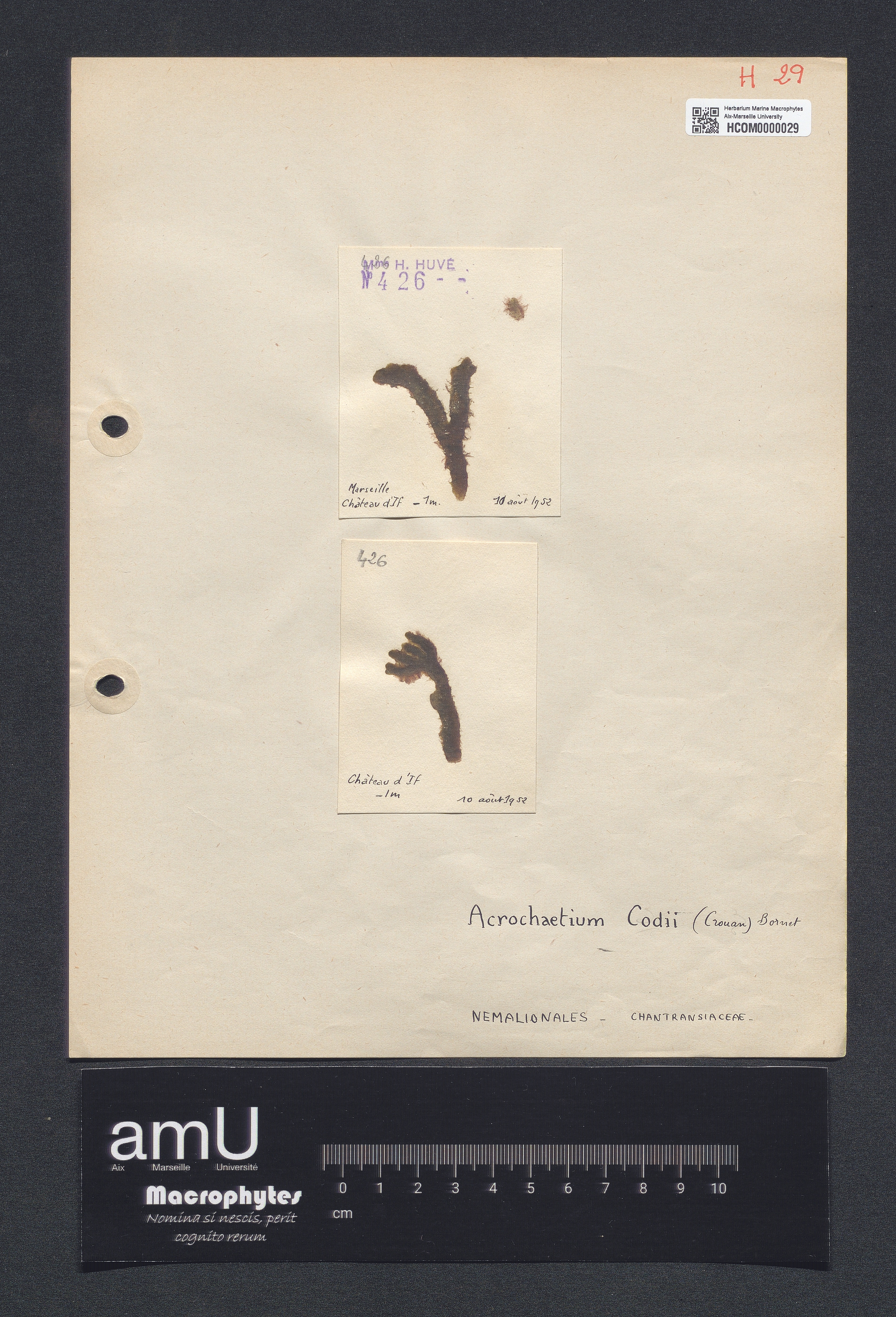 Acrochaetium codii specimen