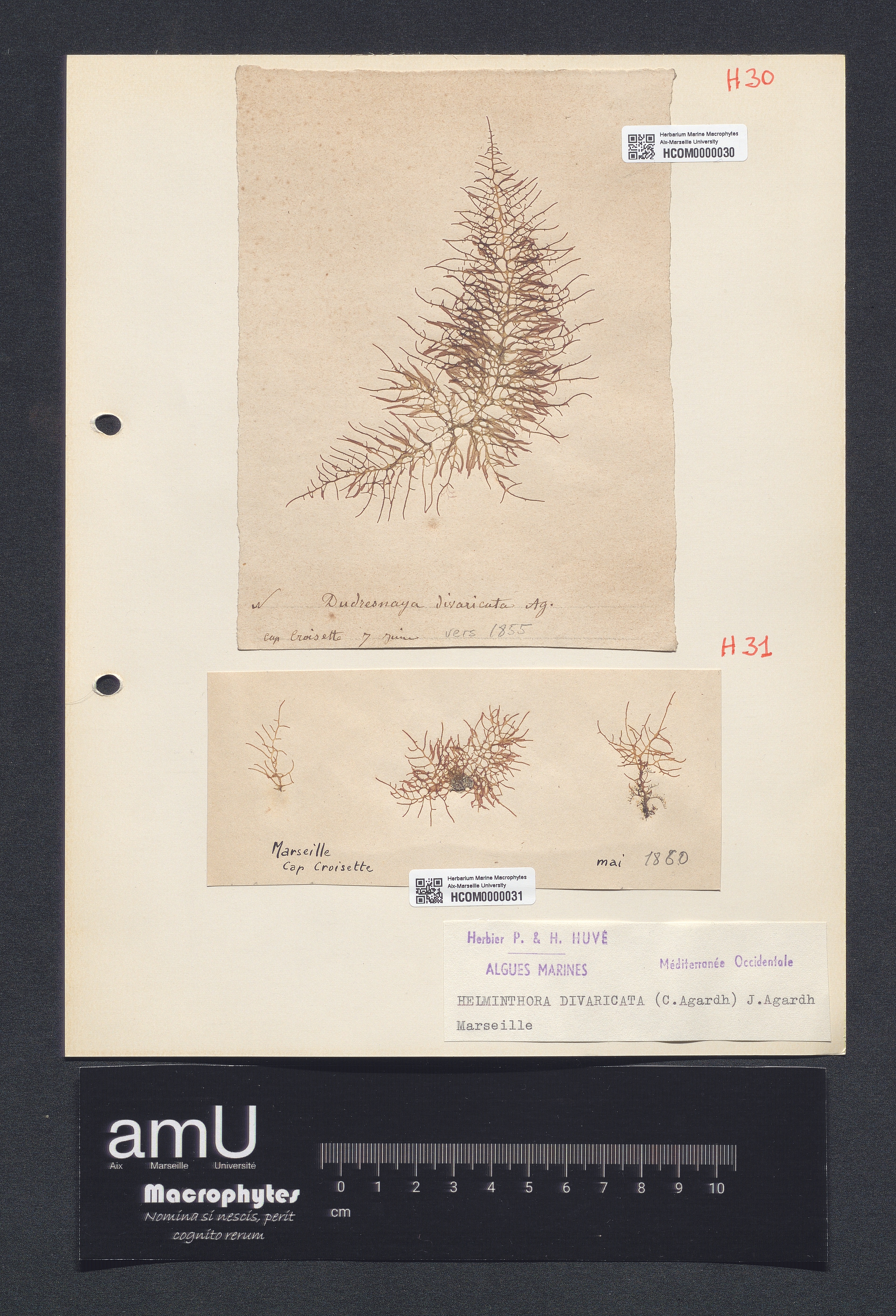 Helminthora divaricata specimen