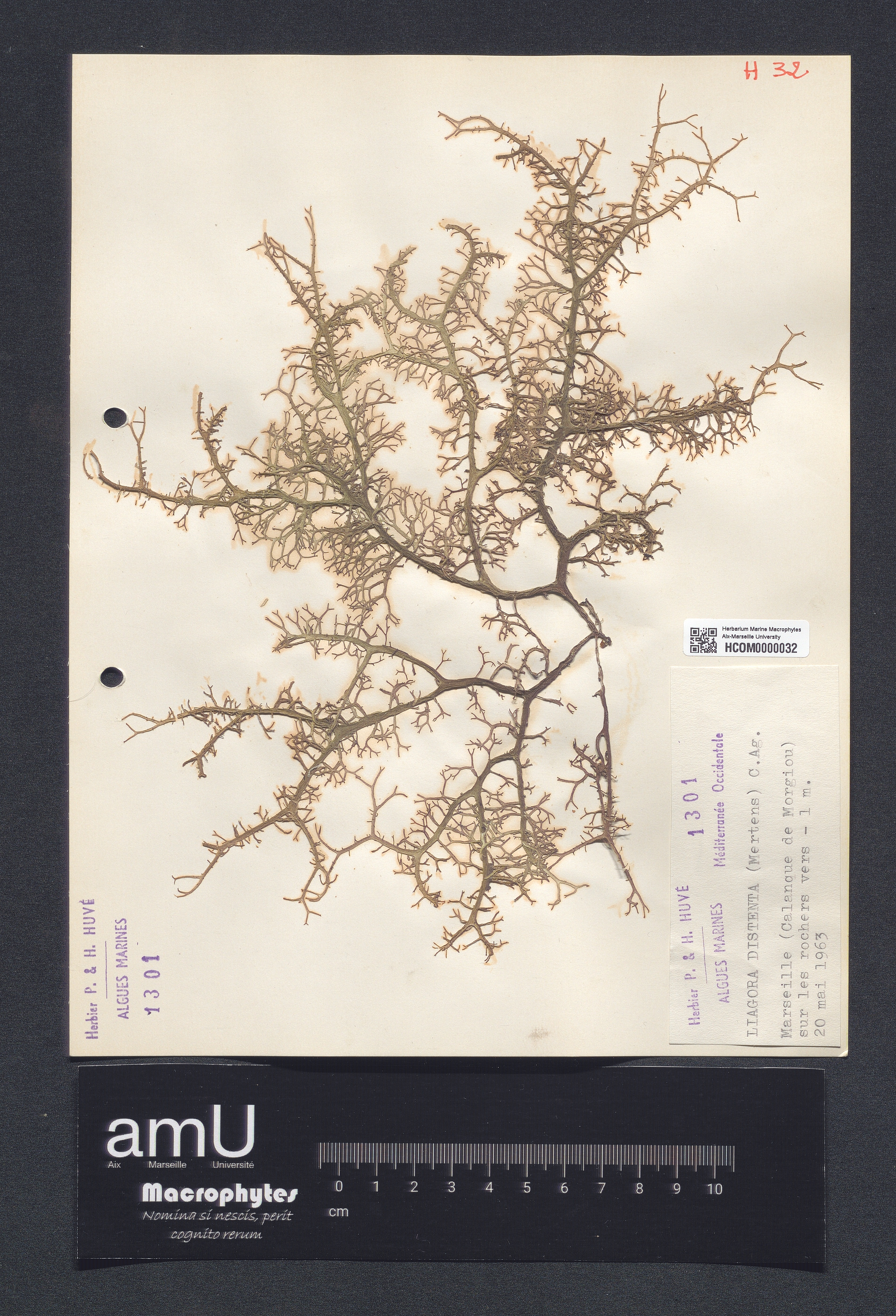 Liagora distenta specimen