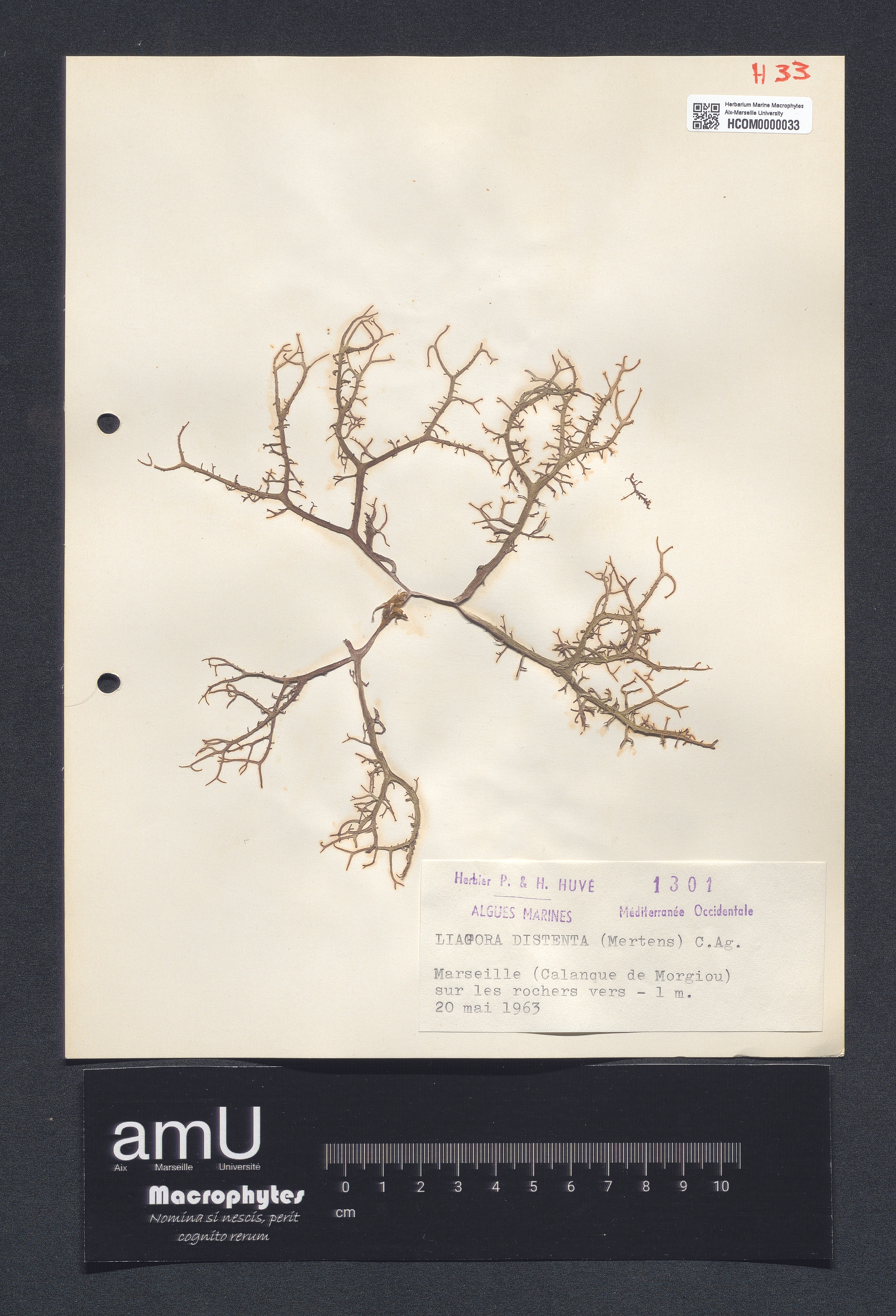 Liagora distenta specimen
