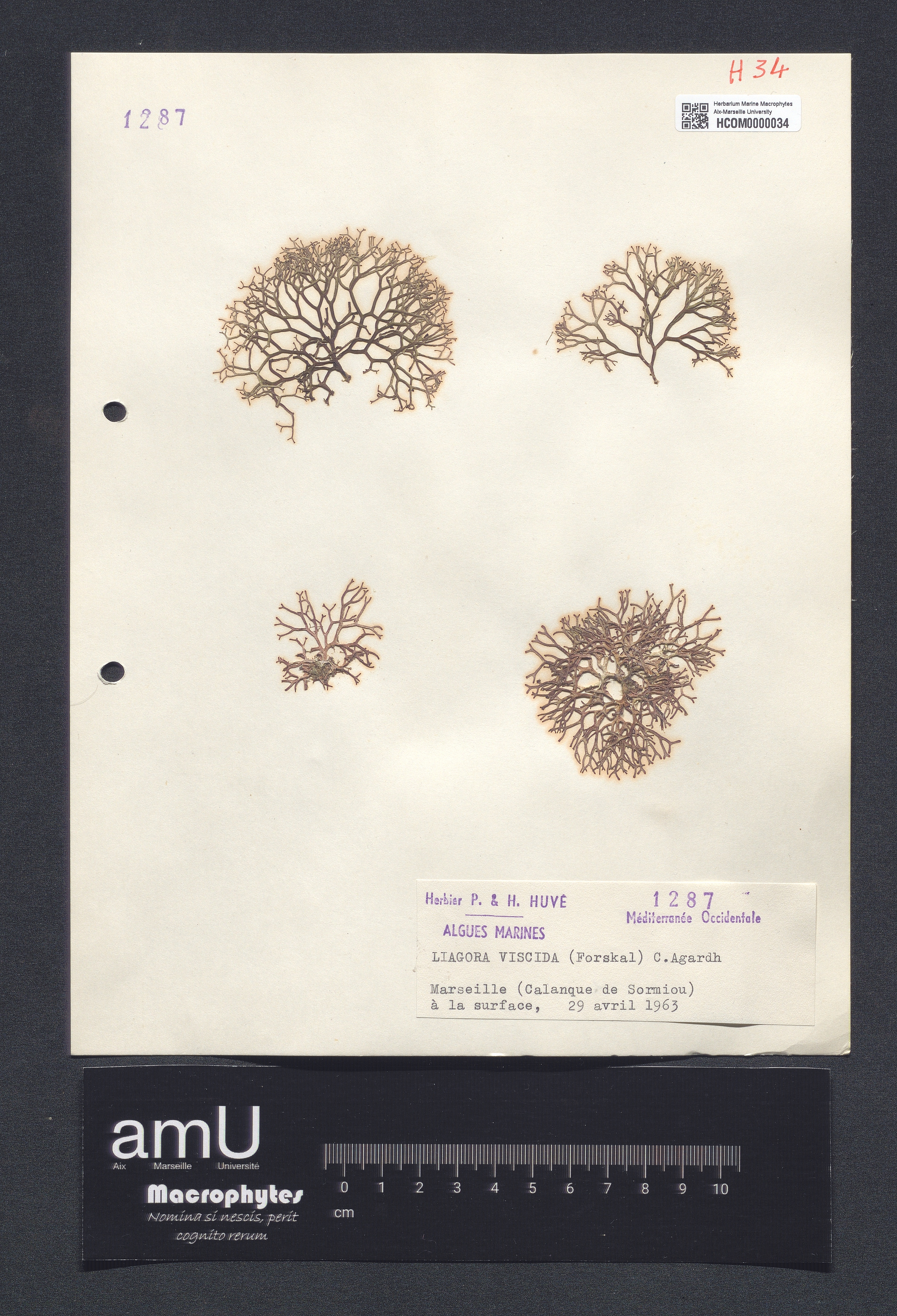 Liagora viscida specimen