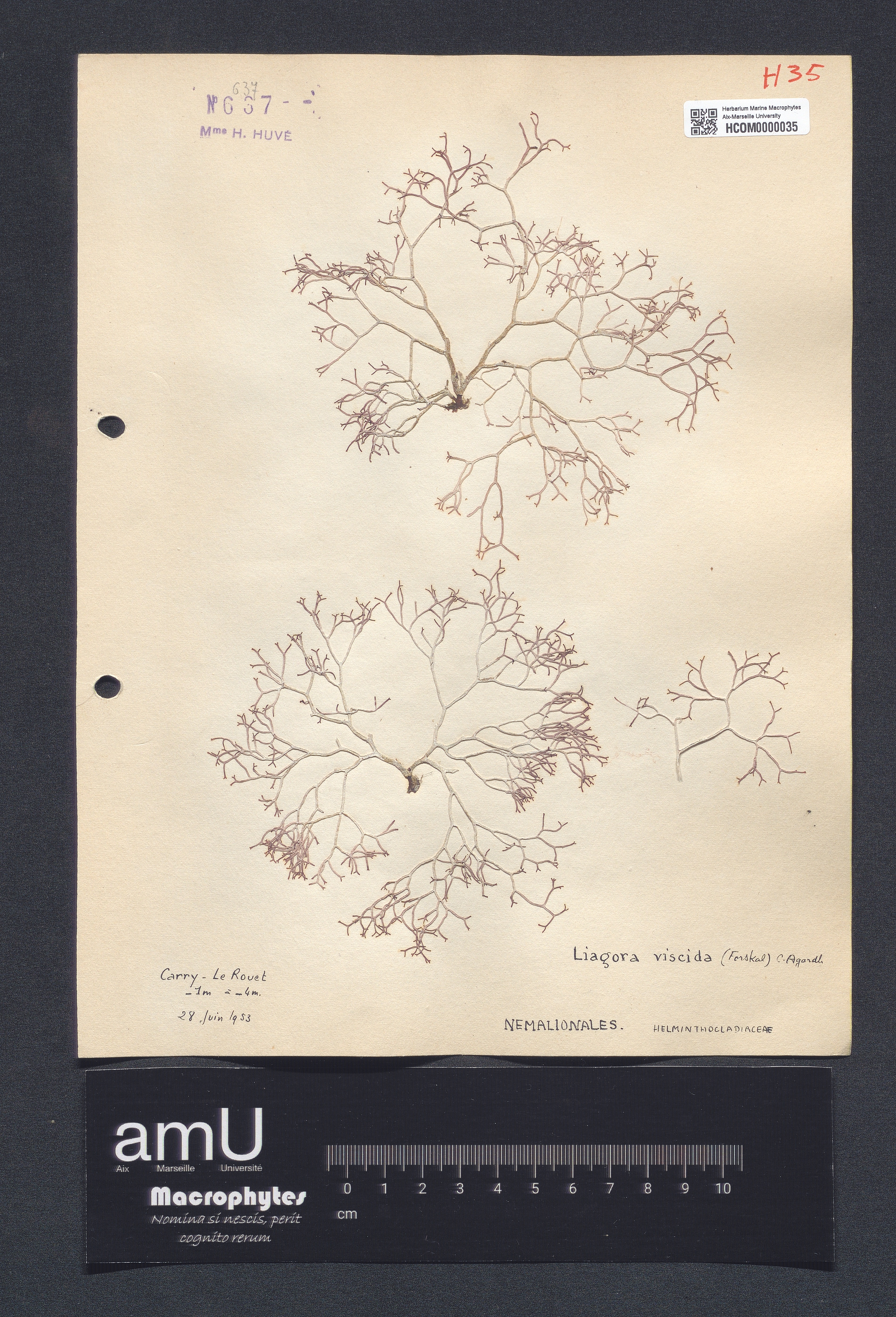 Liagora viscida specimen