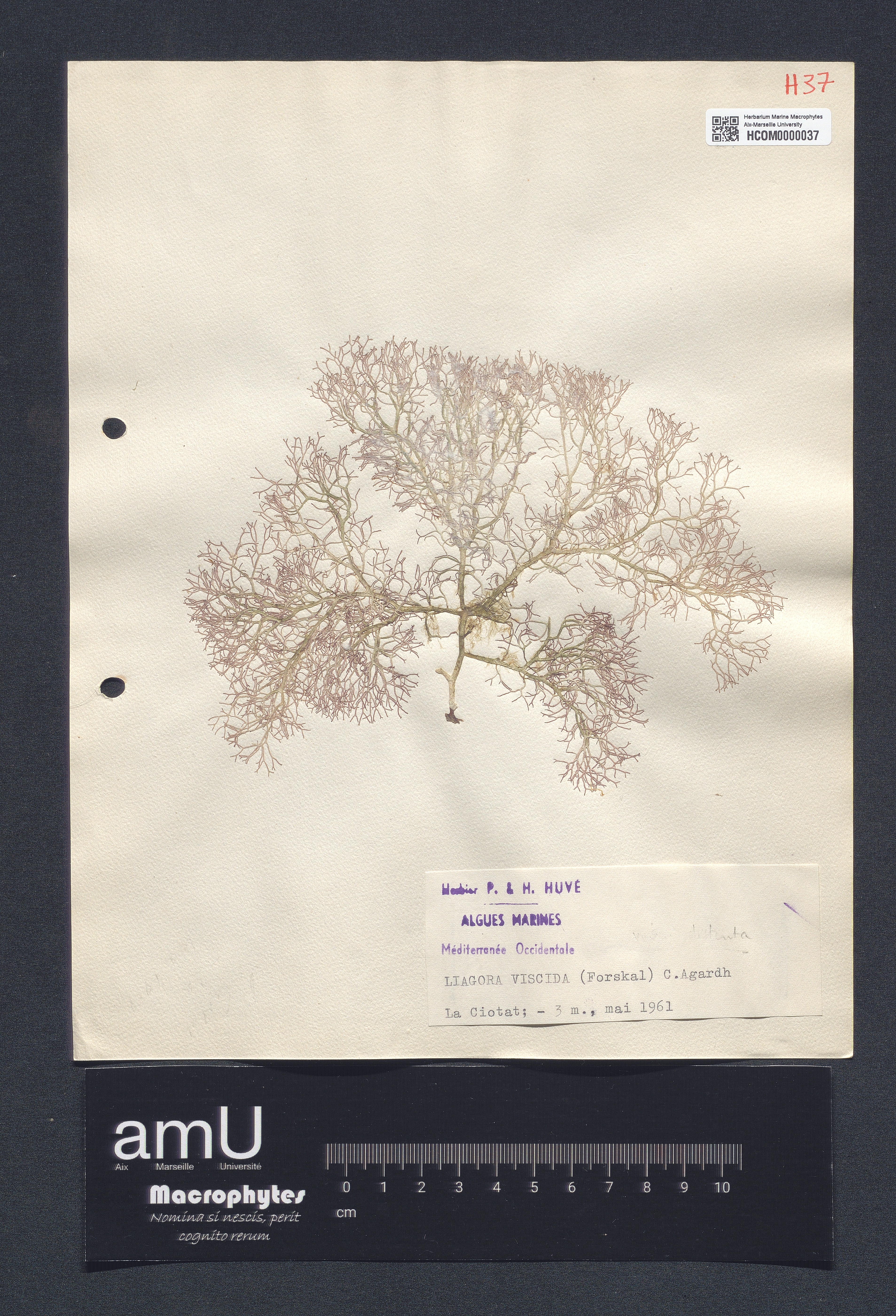 Liagora viscida specimen