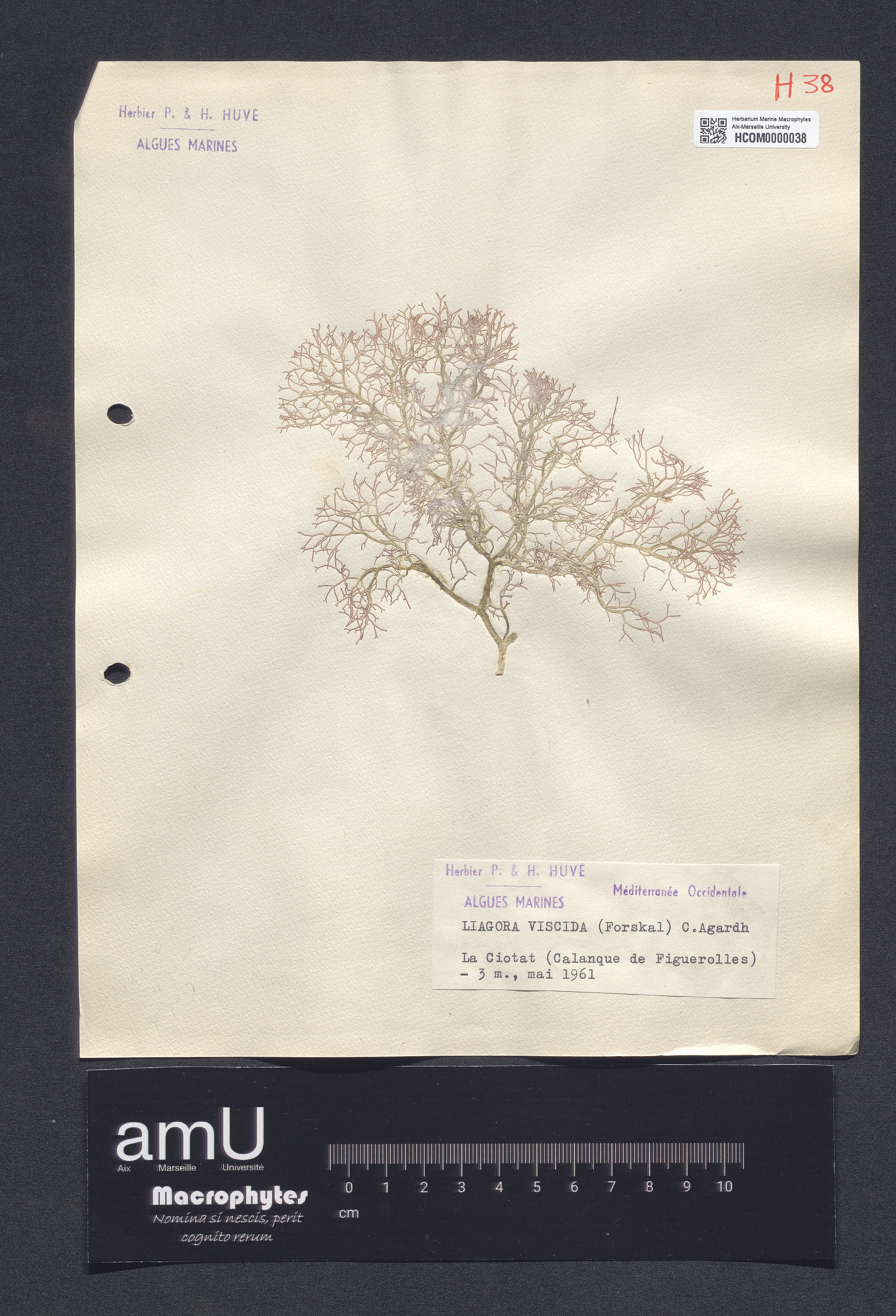 Liagora viscida specimen
