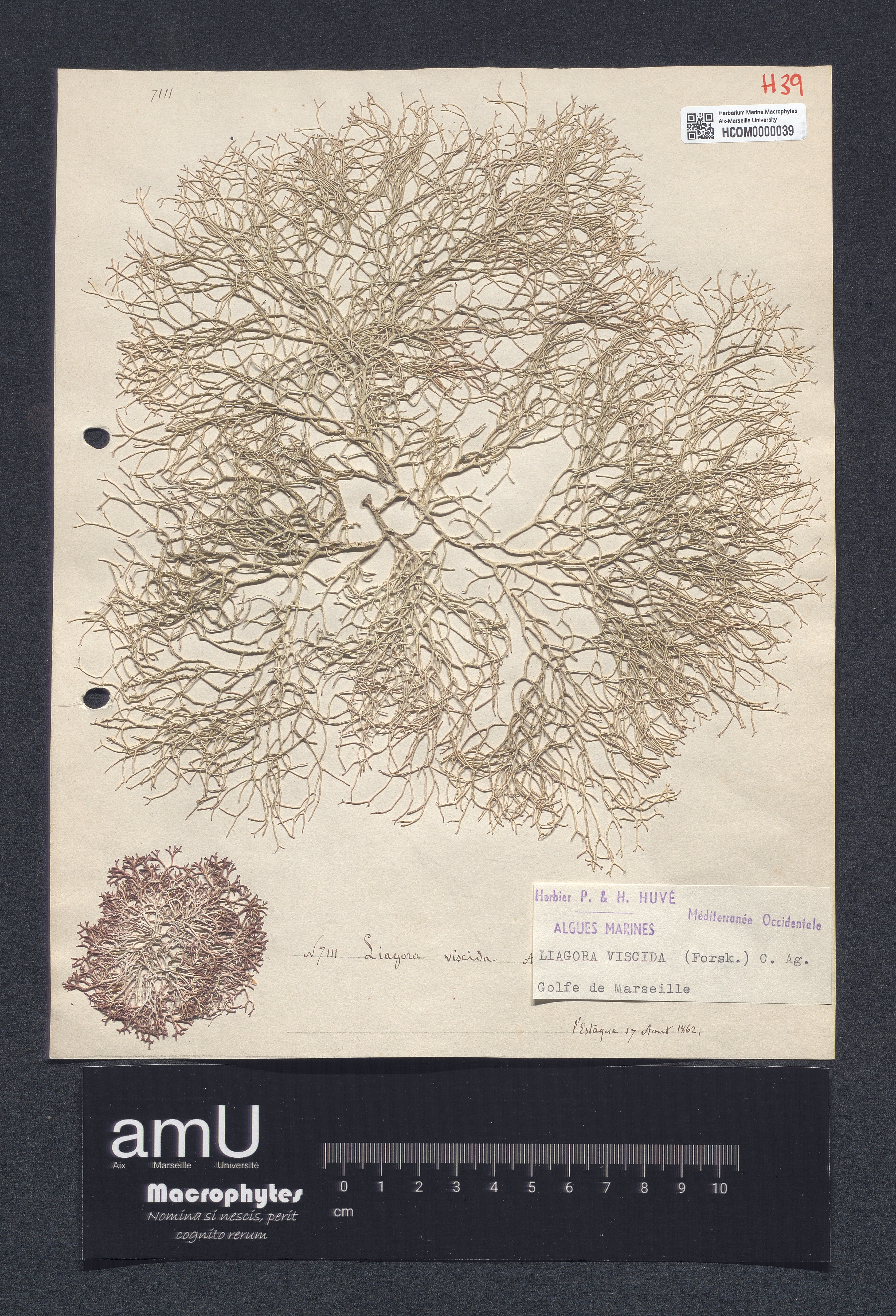 Liagora viscida specimen