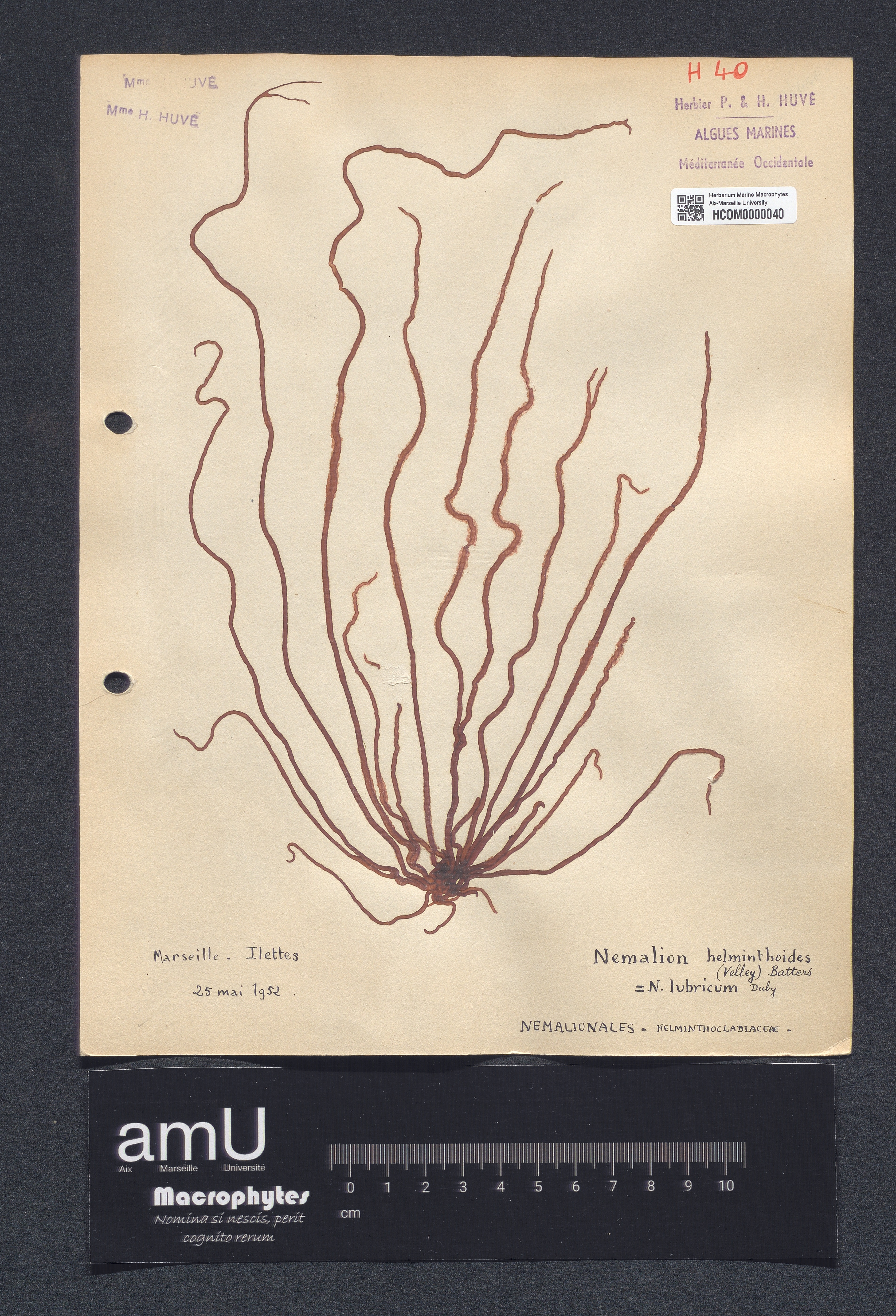 Nemalion helminthoides specimen