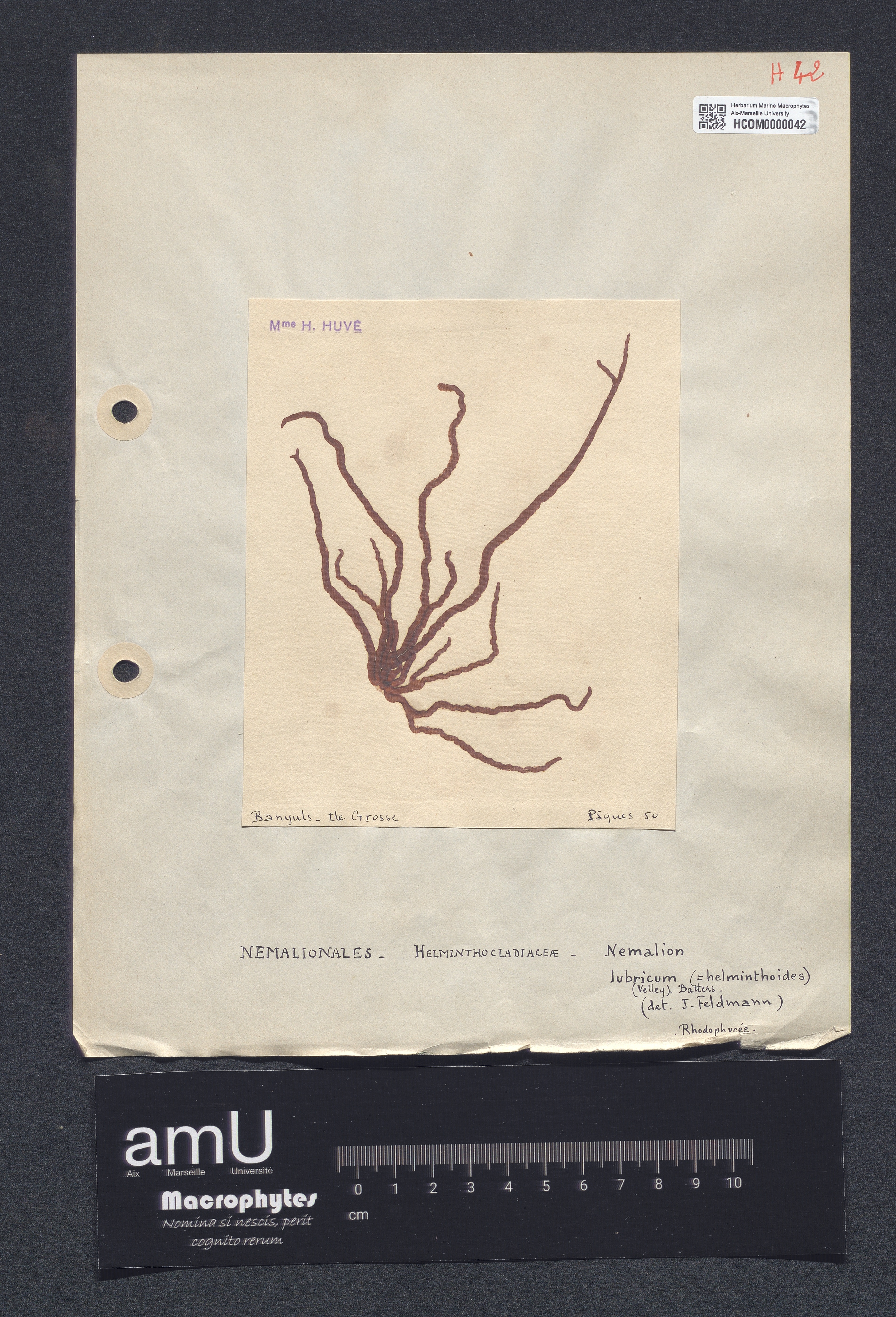 Nemalion lubricum specimen