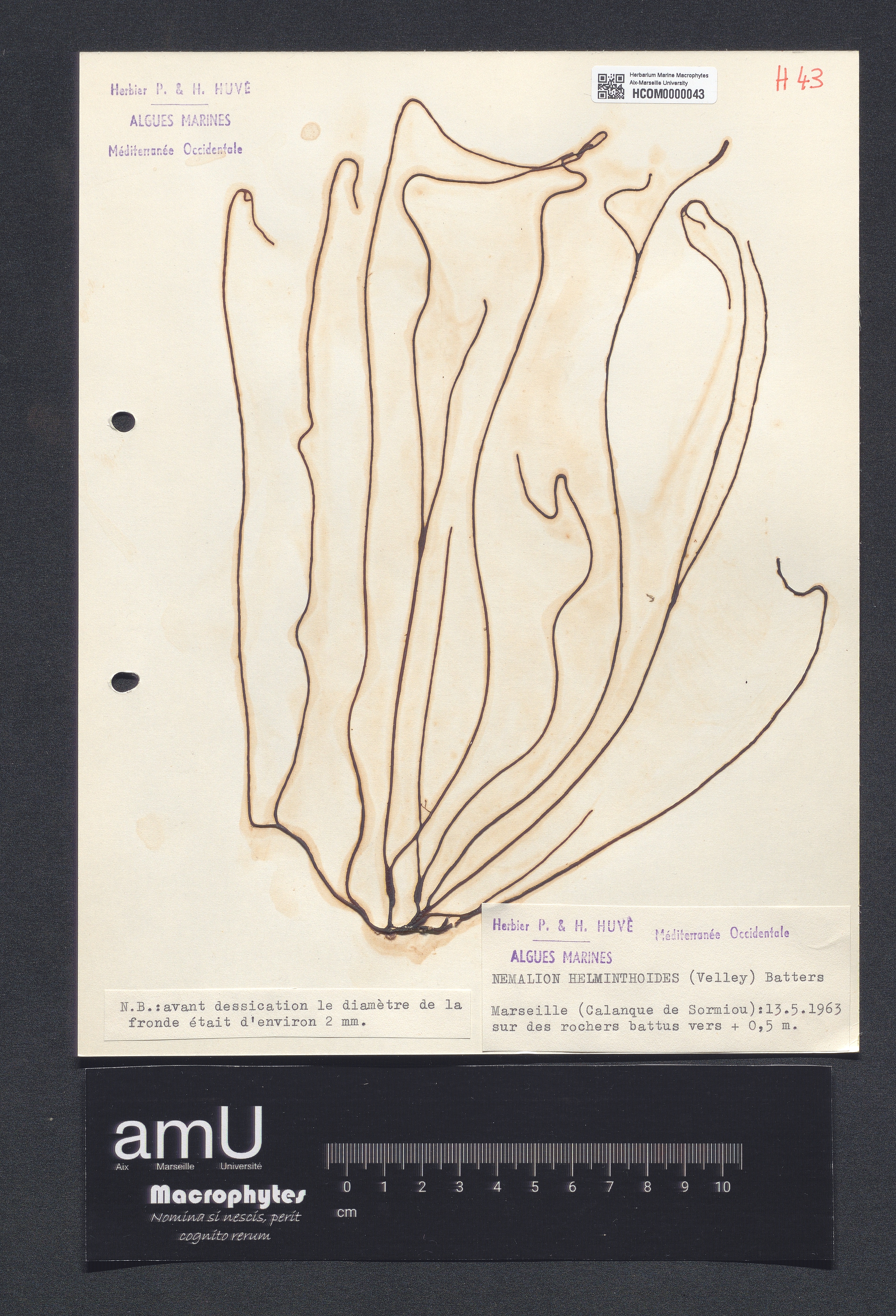 Nemalion helminthoides specimen