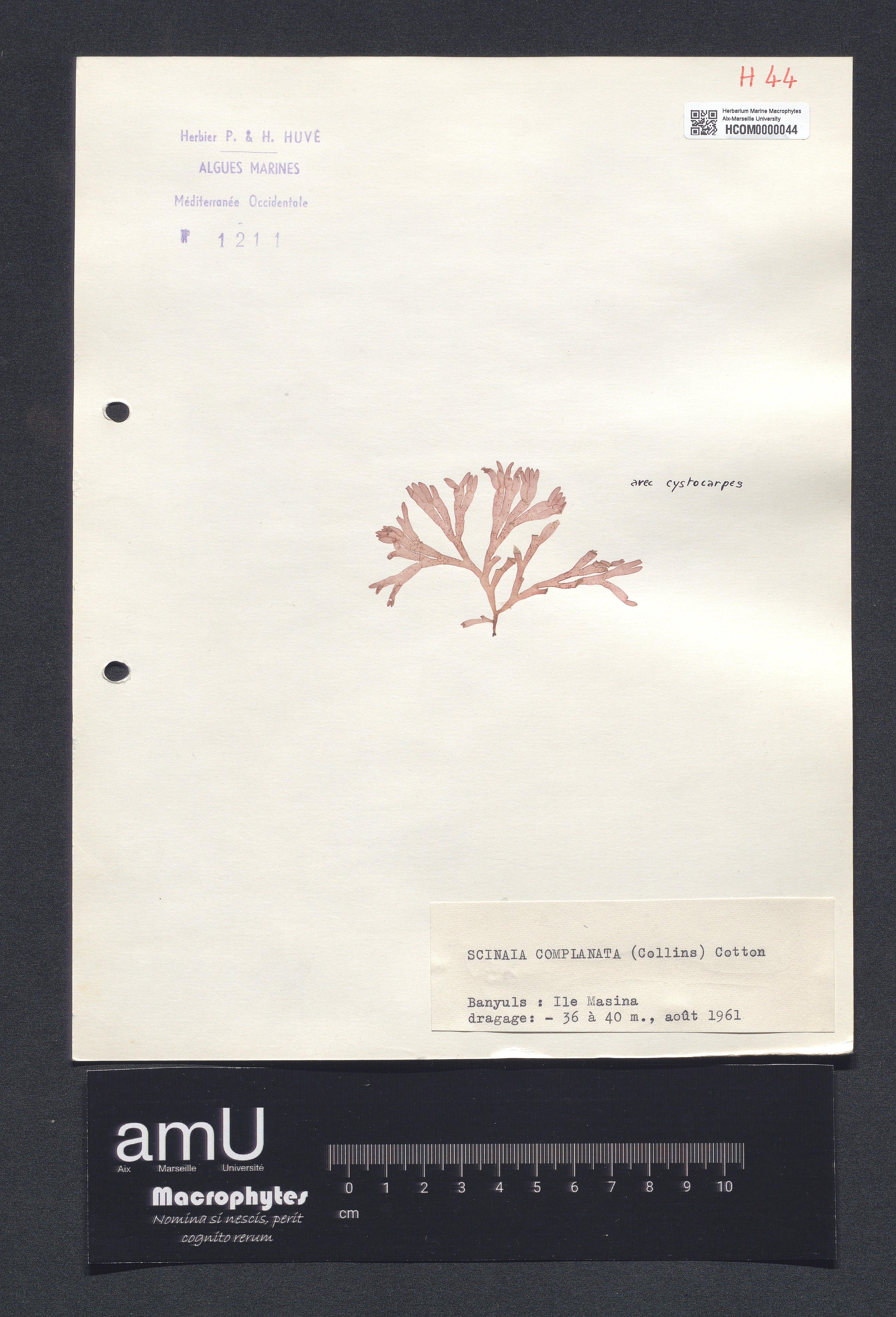 Scinaia complanata specimen