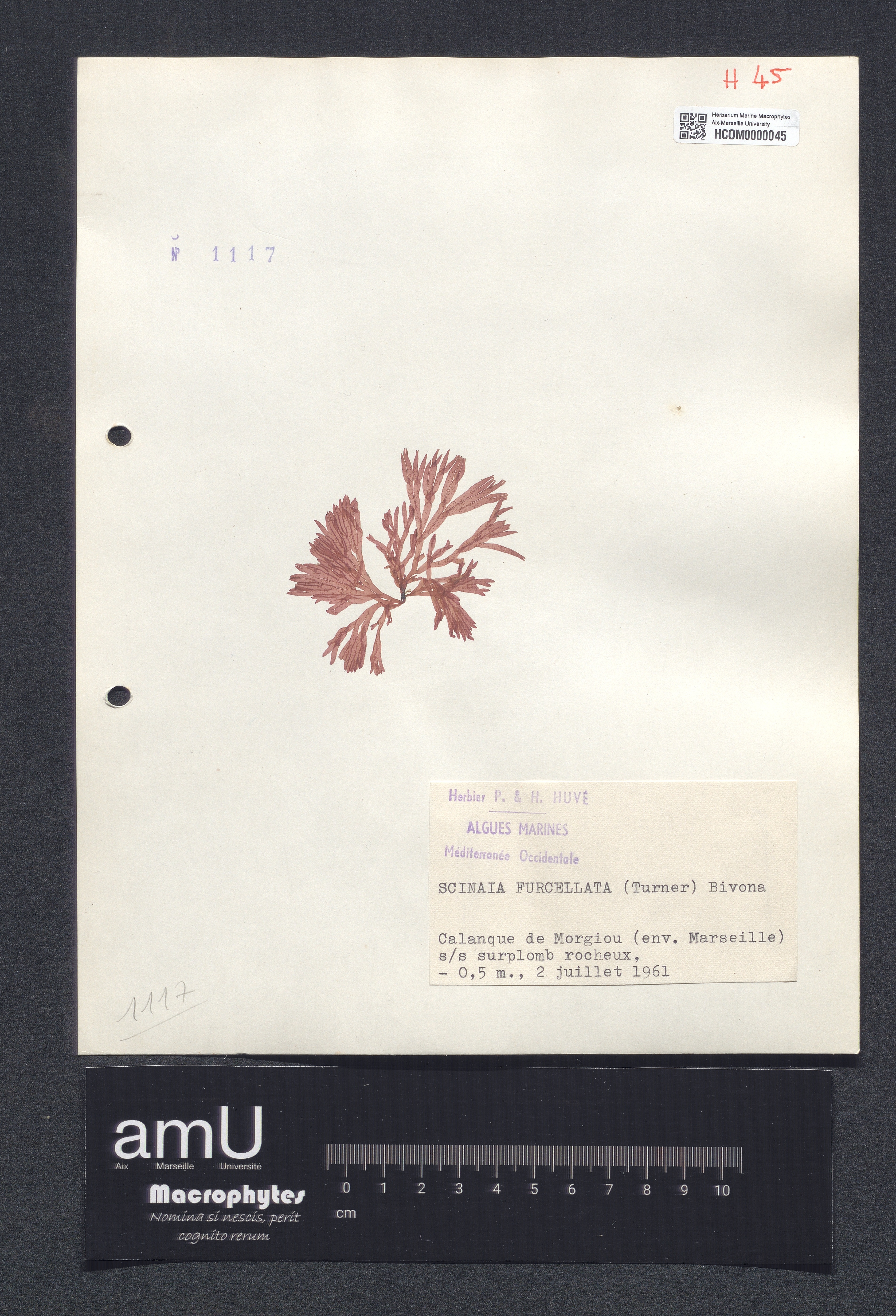 Scinaia furcellata specimen