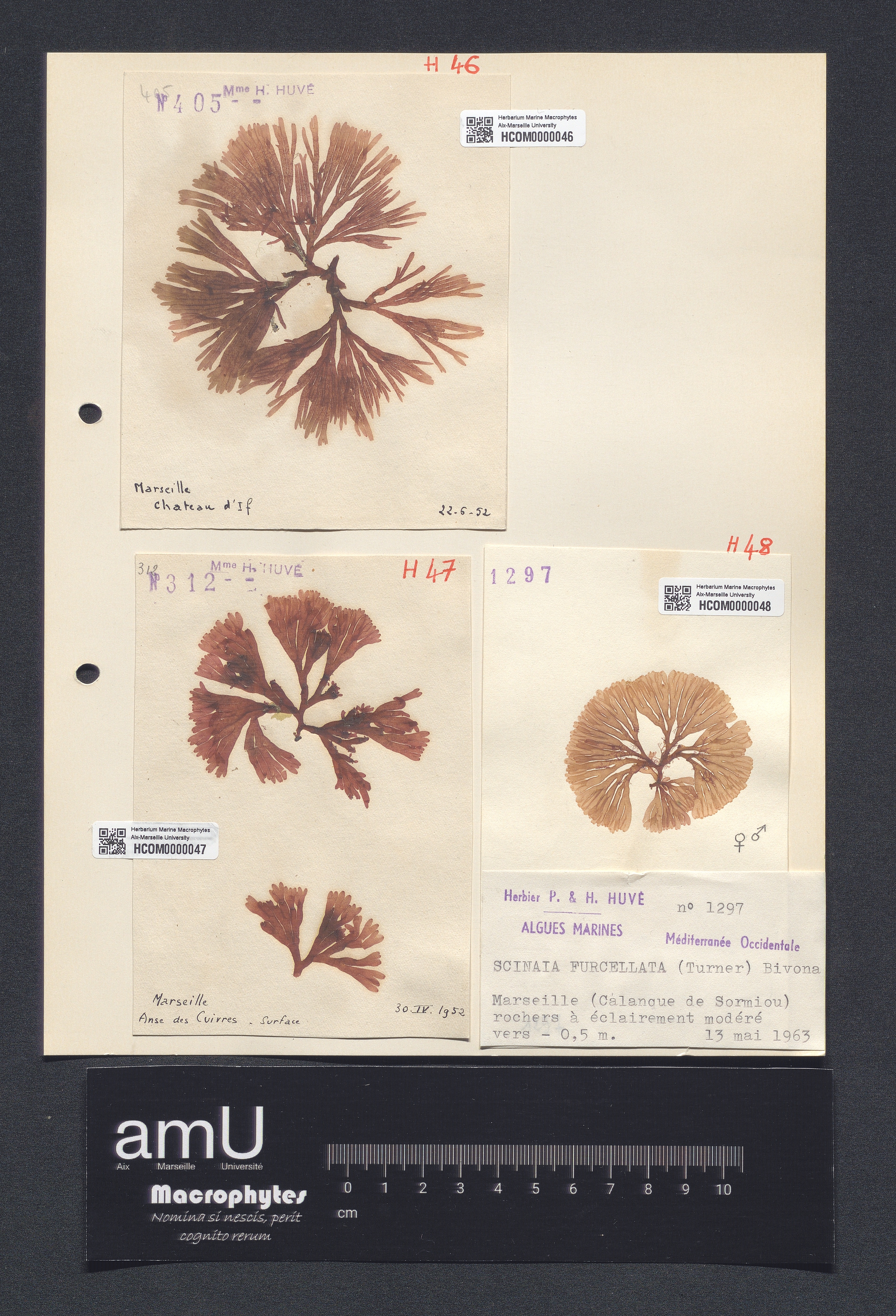 Scinaia furcellata specimen