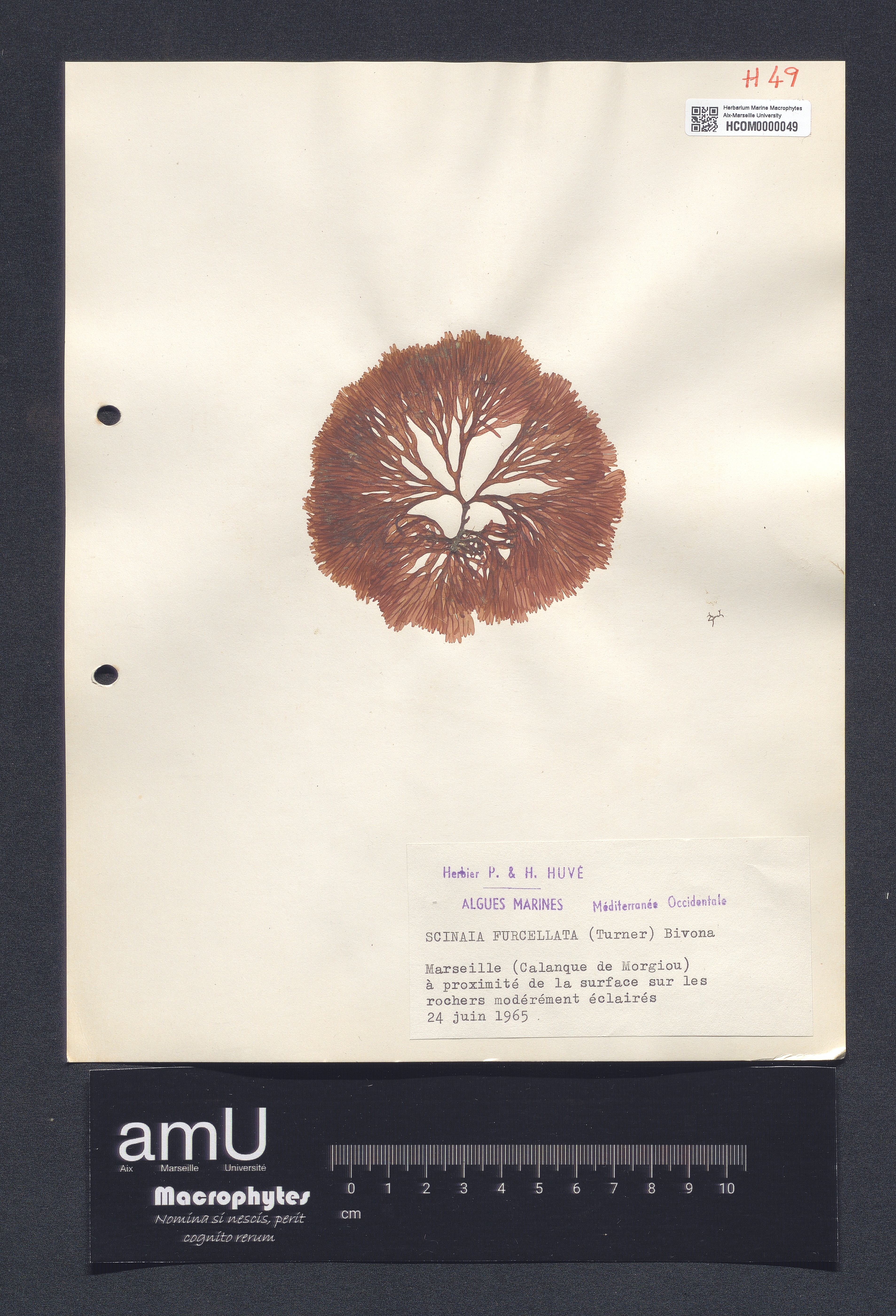 Scinaia furcellata specimen