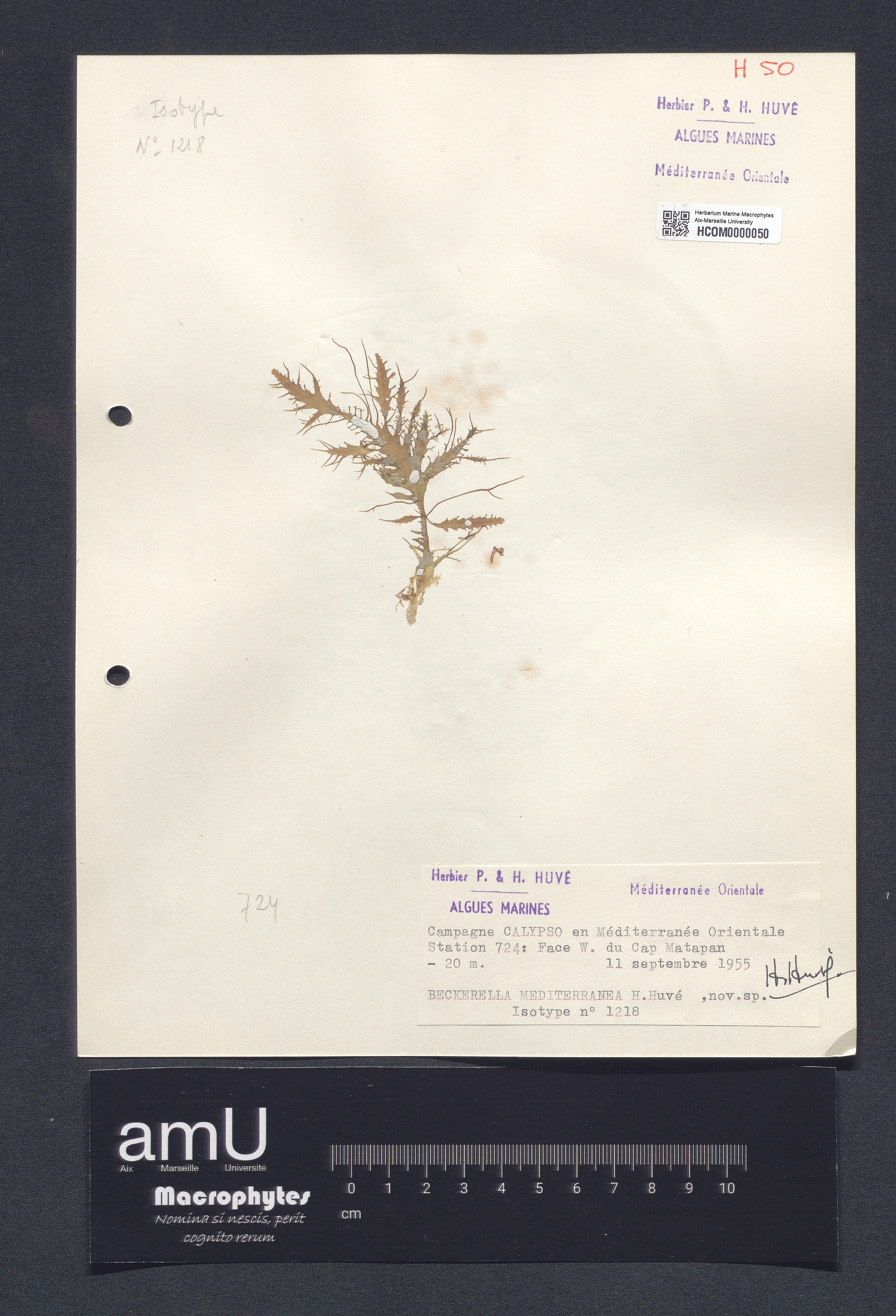 Beckerella mediterranea specimen