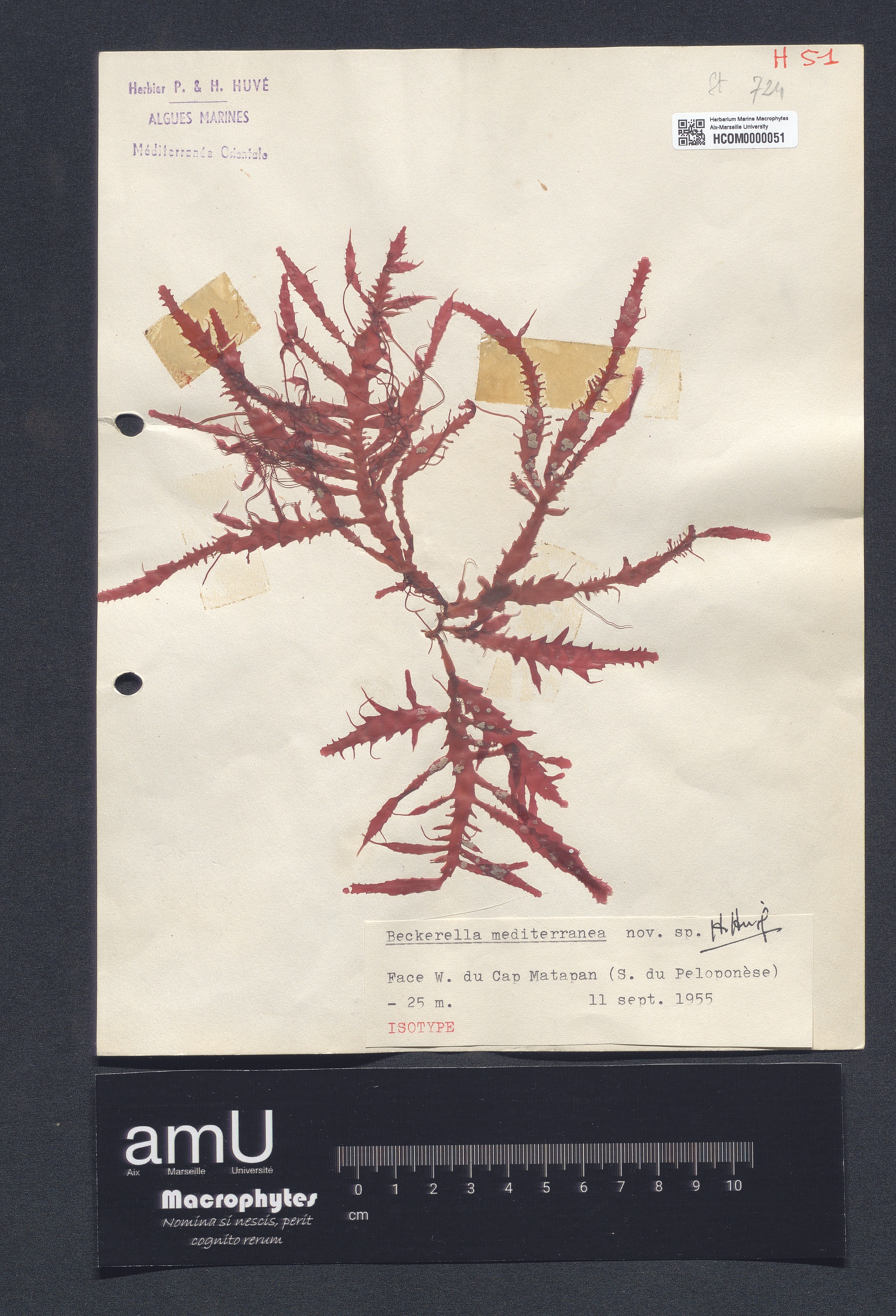 Beckerella mediterranea specimen