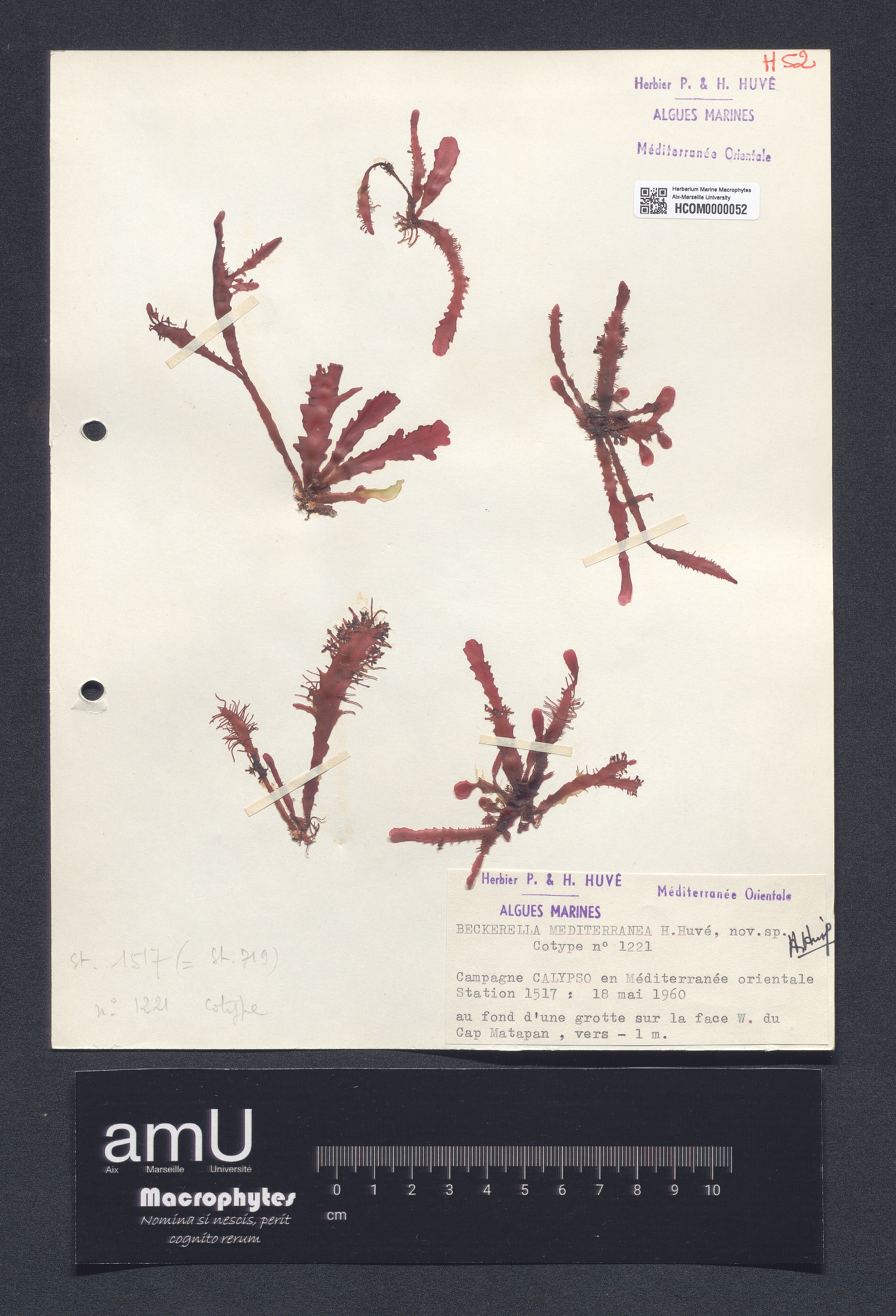 Beckerella mediterranea specimen