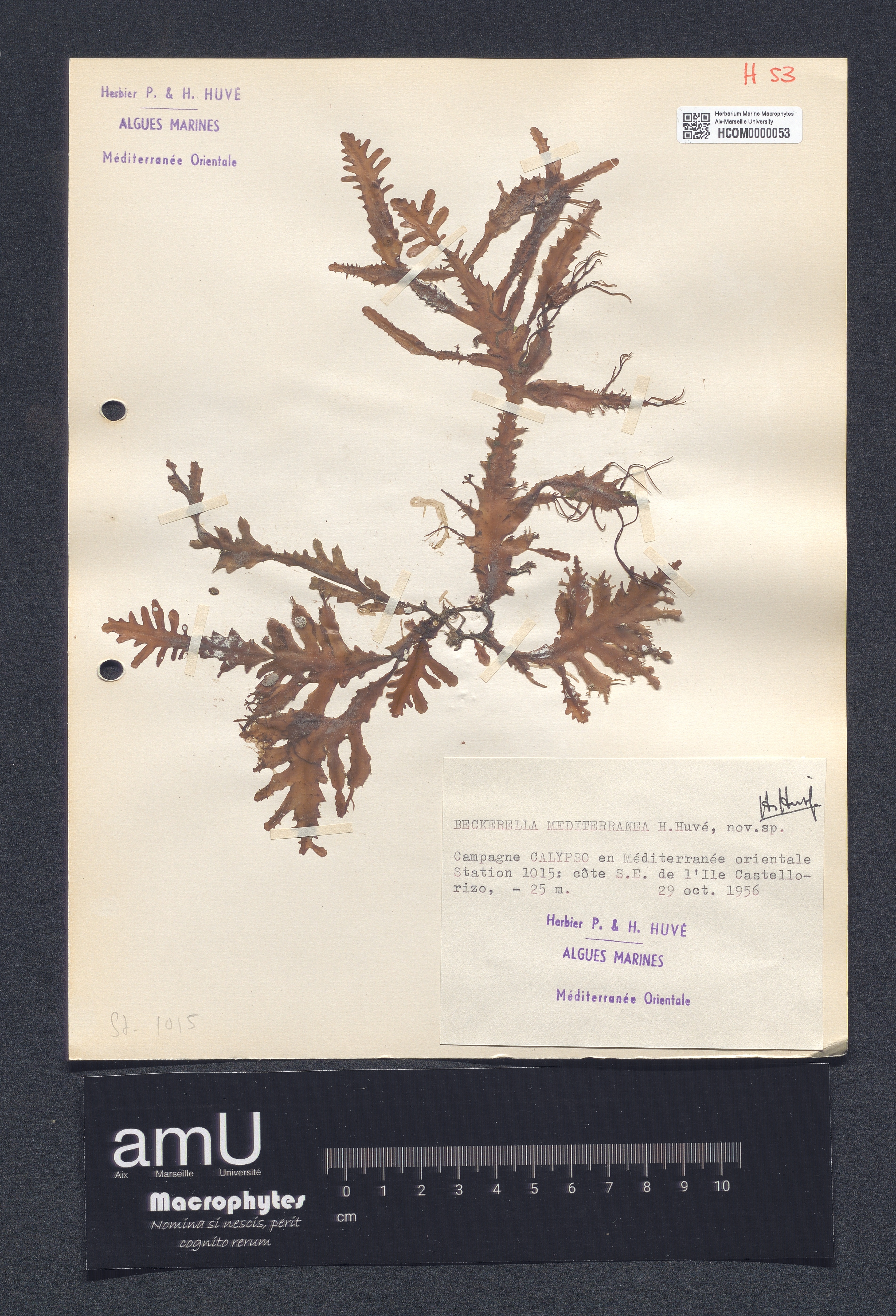 Beckerella mediterranea specimen