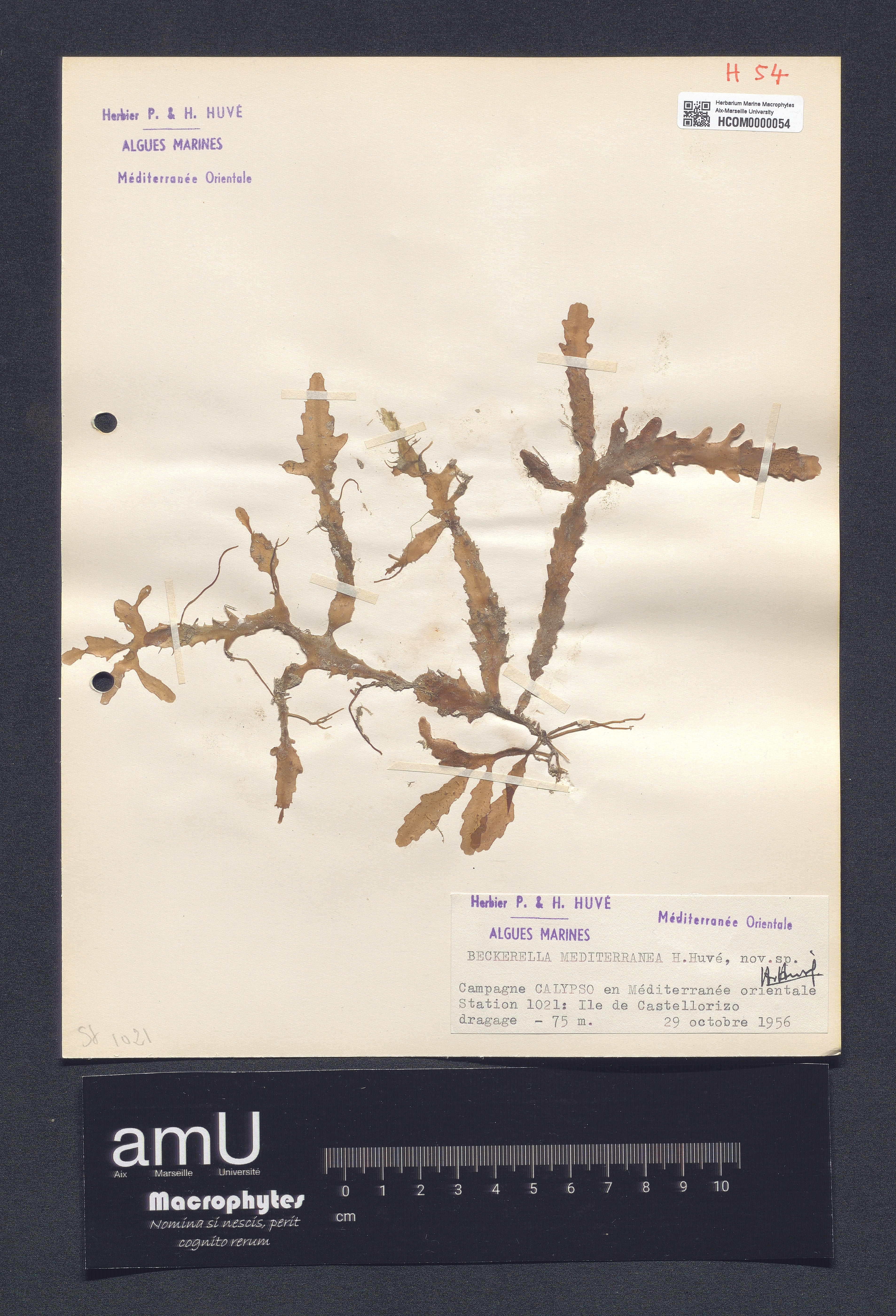 Beckerella mediterranea specimen