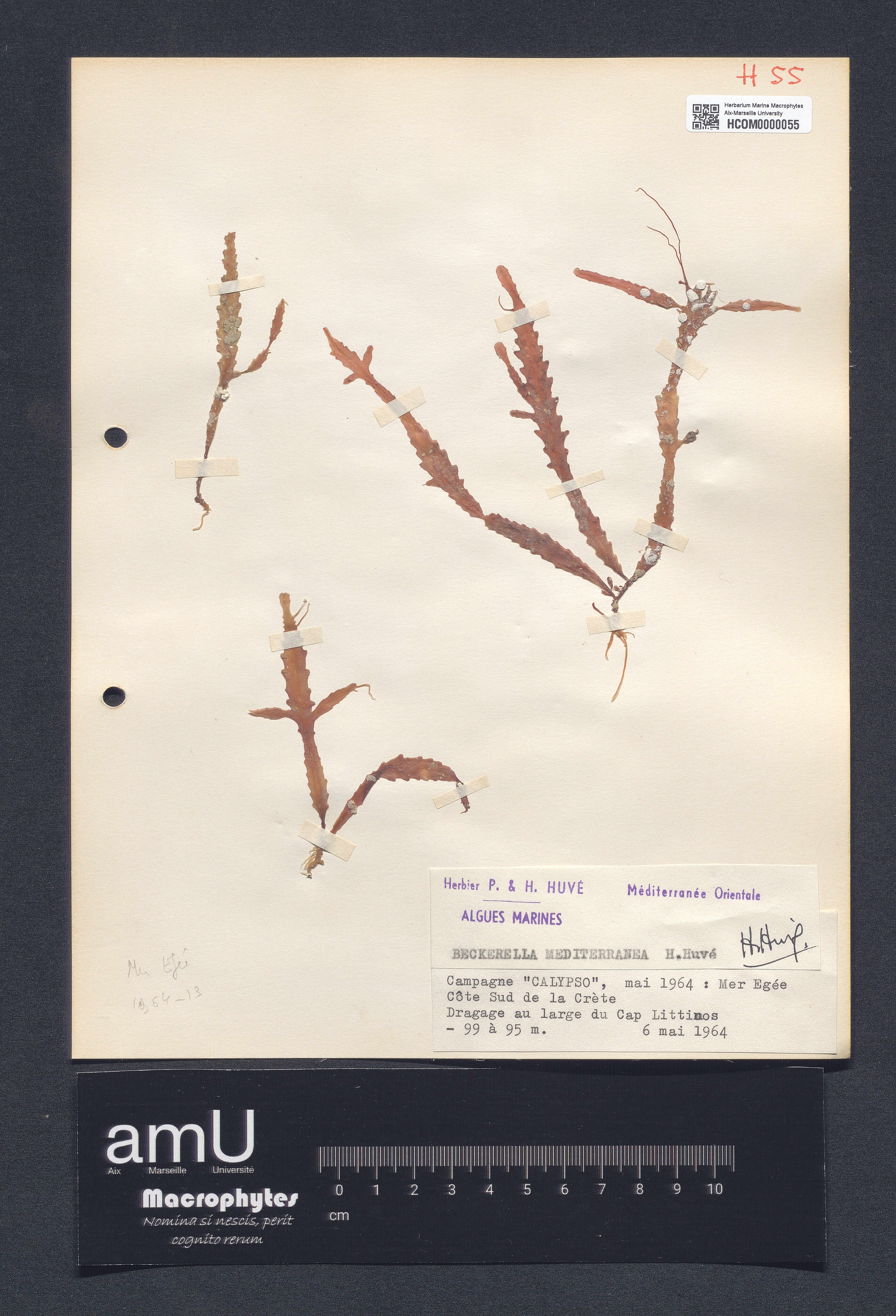 Beckerella mediterranea specimen