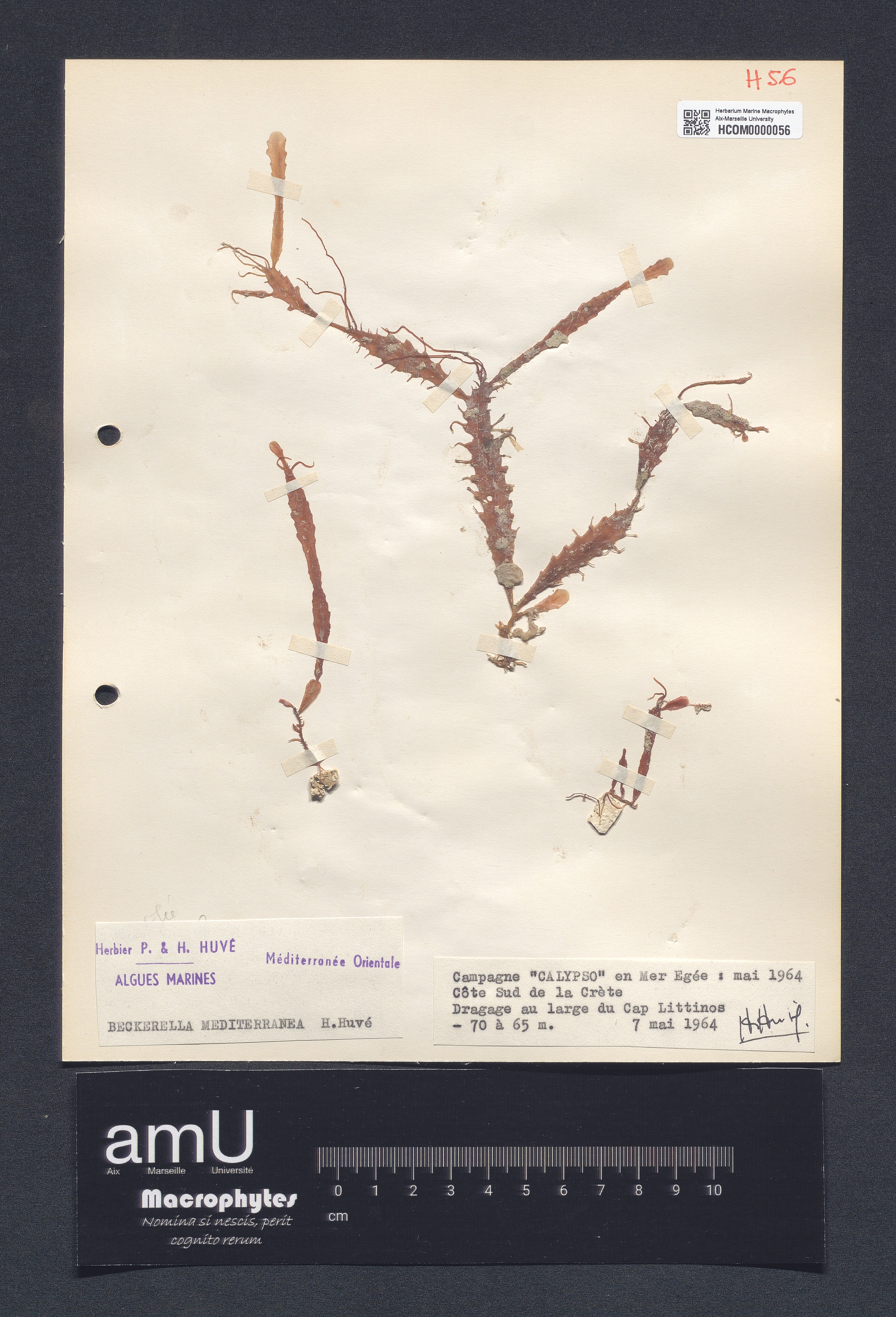 Beckerella mediterranea specimen