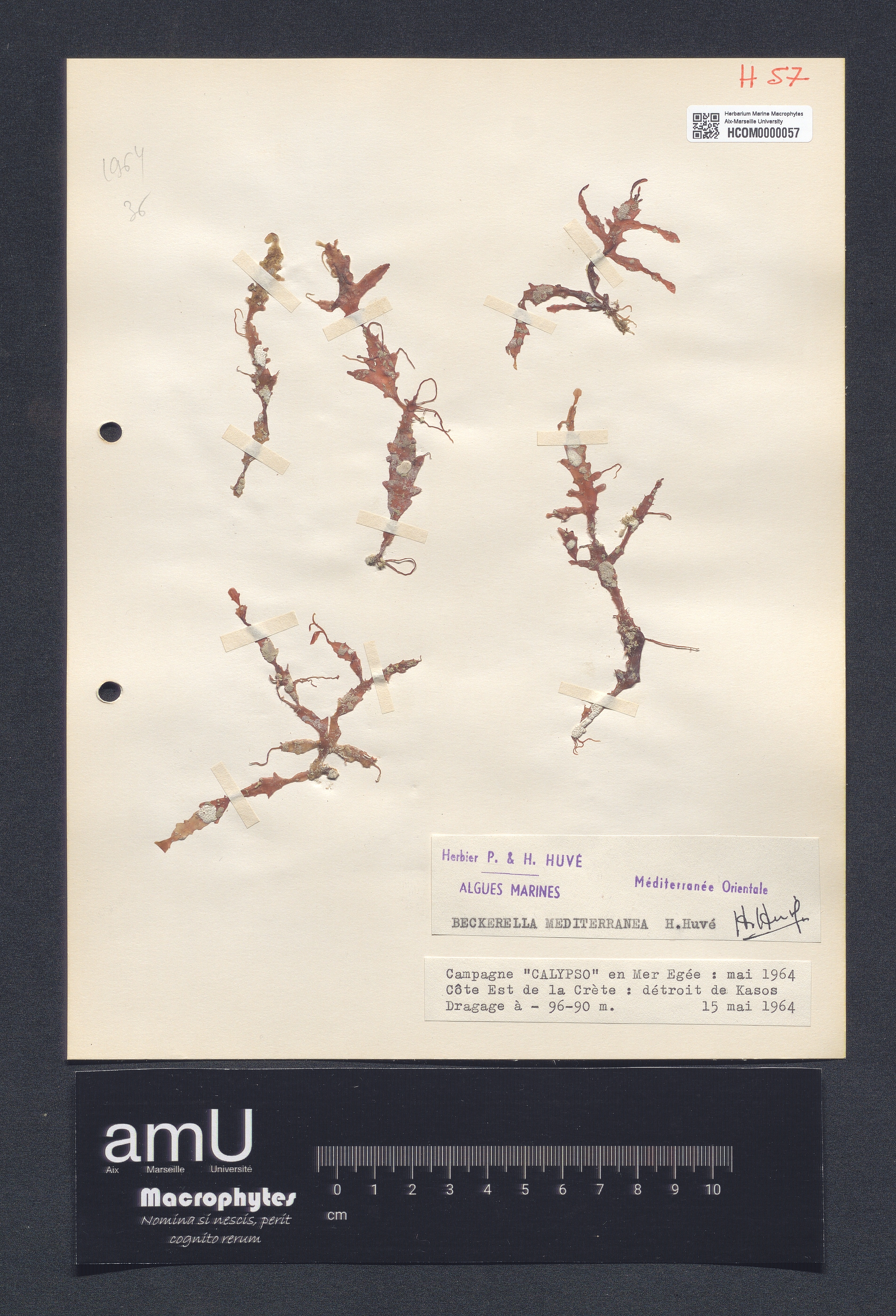 Beckerella mediterranea specimen