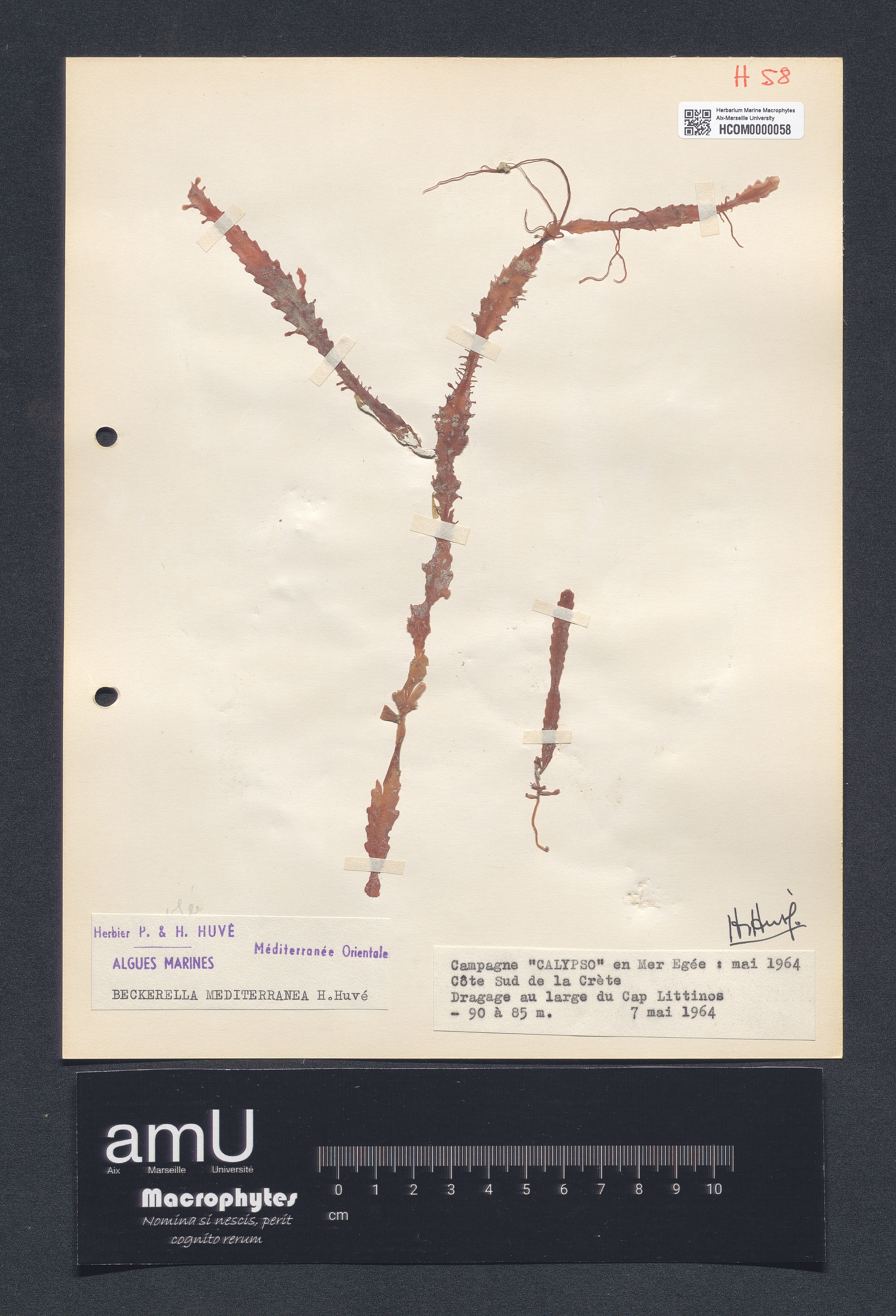 Beckerella mediterranea specimen