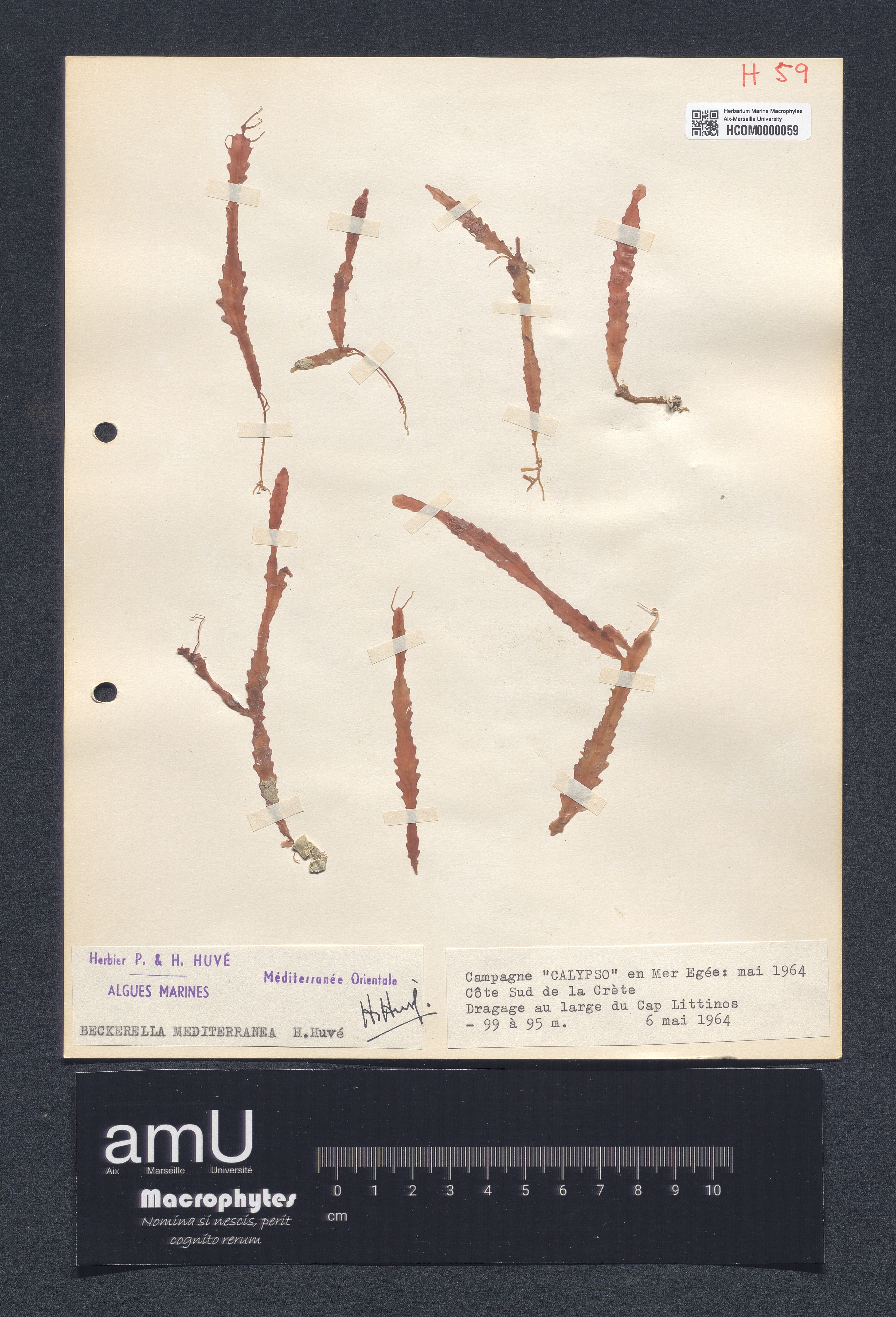 Beckerella mediterranea specimen