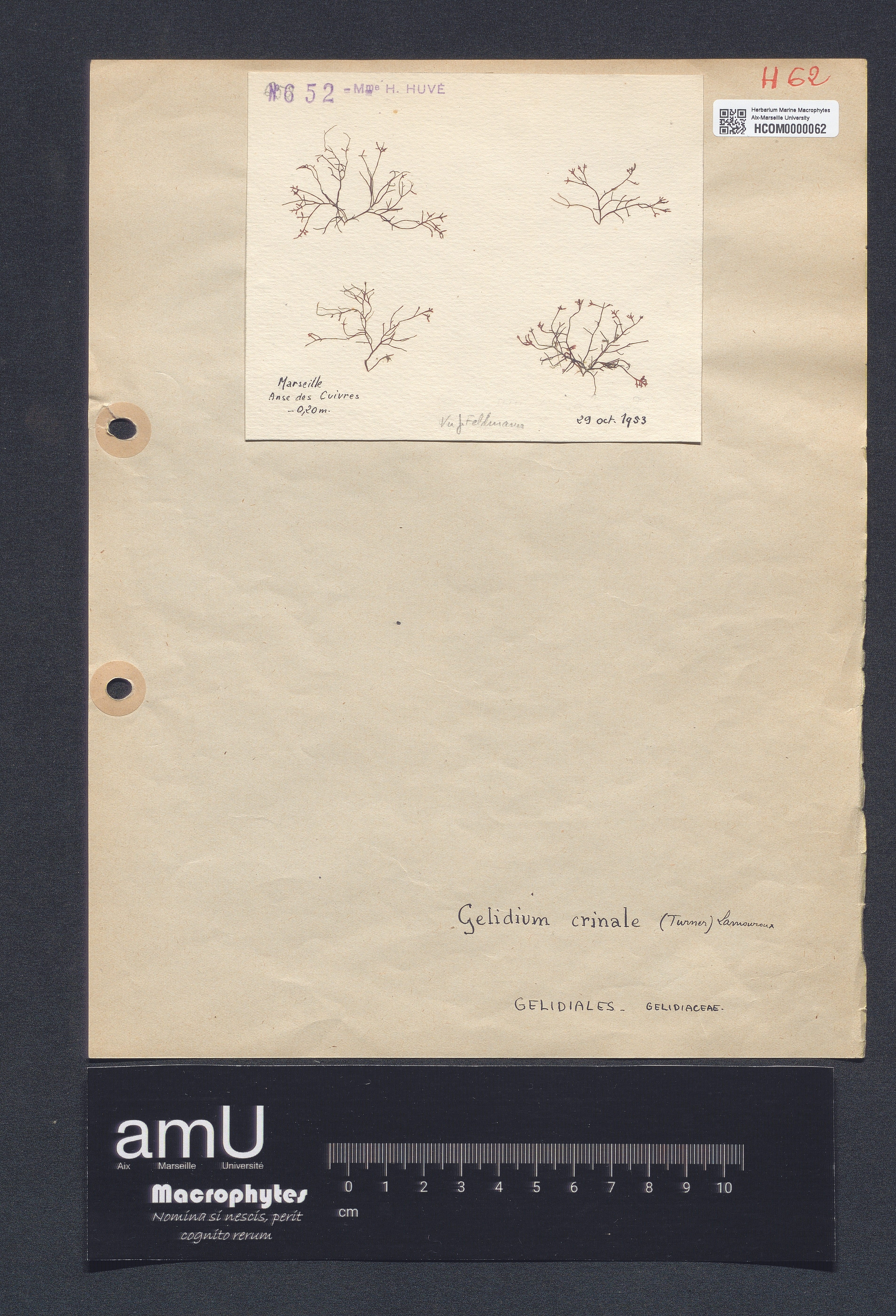 Gelidium crinale specimen