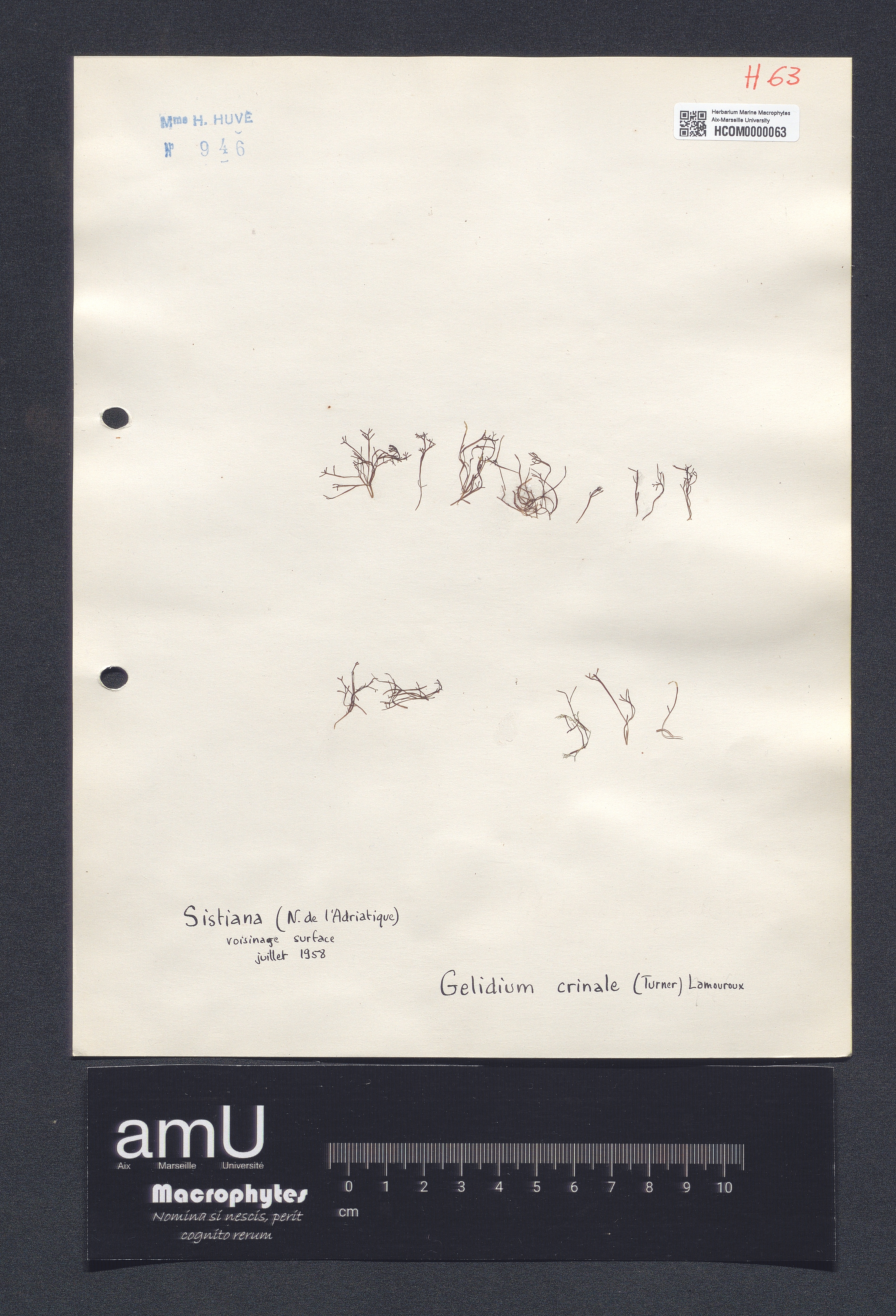 Gelidium crinale specimen