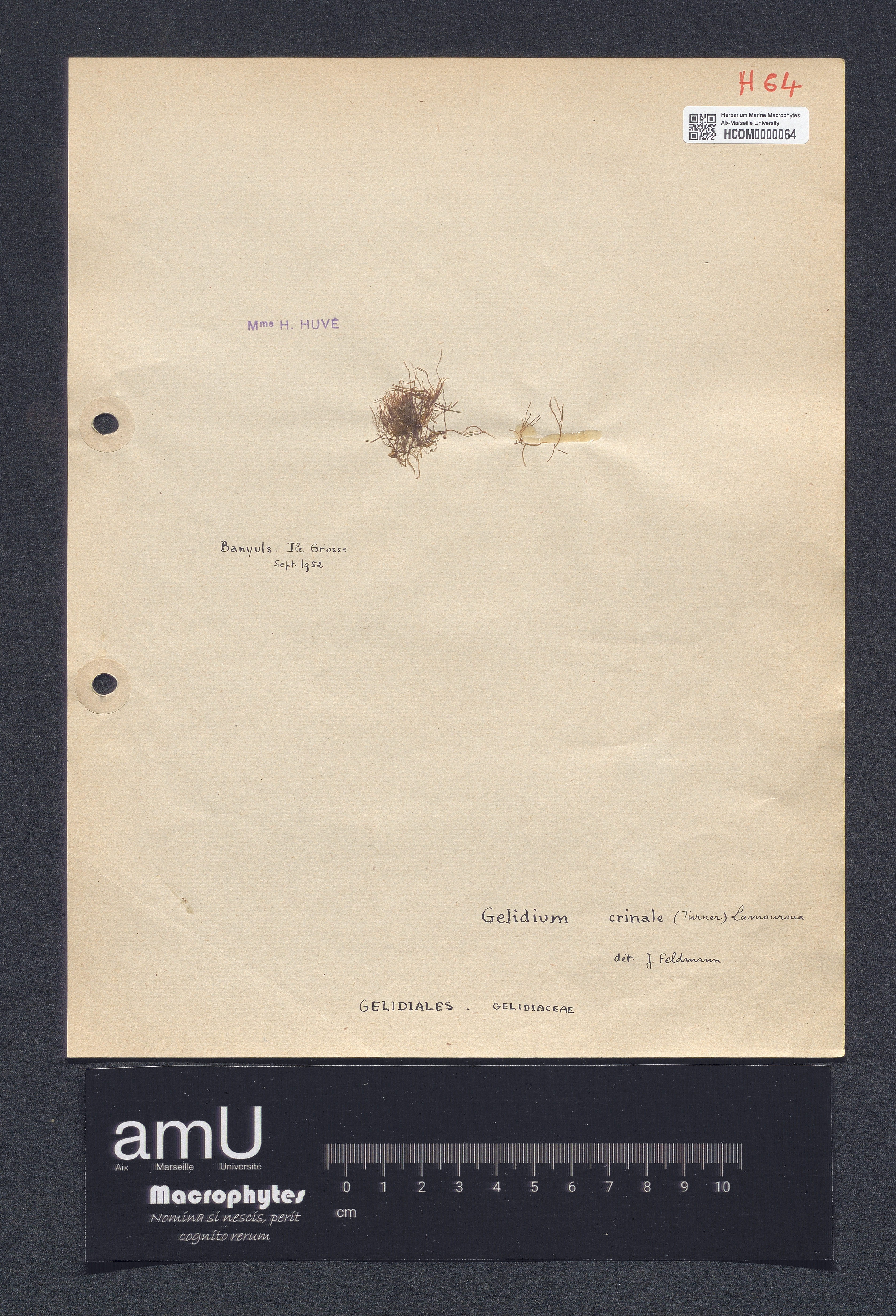 Gelidium crinale specimen